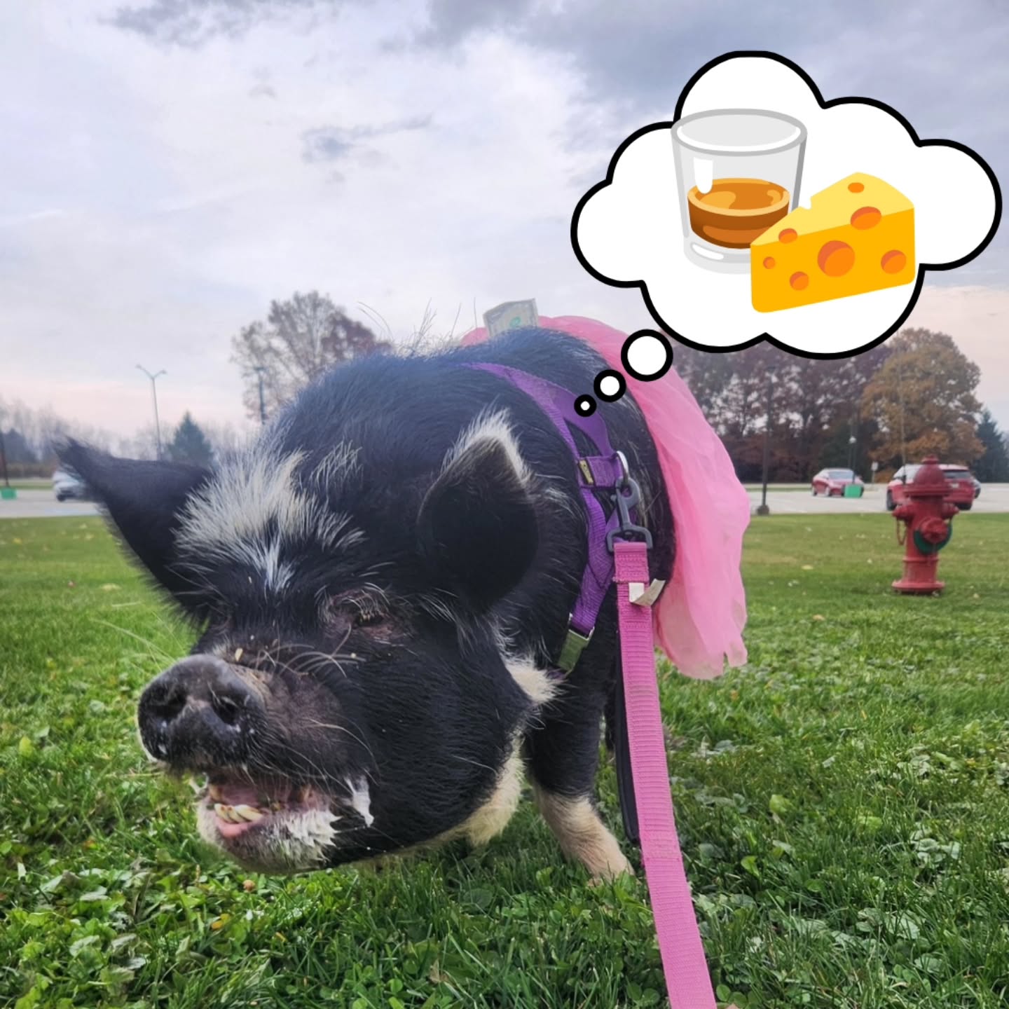 ONLY ONE MONTH AWAY! Join us on Friday February 6th for a delightful evening featuring whiskey from Iron City Distilling and a full plant-based grazing spread with Rebel cheese. Enjoy a beautiful view of the new Iron City Distilling space from their gorgeous second-floor bar. And meet Squealers resident pig Tani right outside as you enter the event! Don’t miss this unique opportunity to elevate your senses with this exclusive event; tickets are sure to sell out fast.
Buy tickets here: bit.ly/WhiskeyCheez2026
#whiskeylover #veganfortheanimals #veganpittsburgh #animalrescue #pittsburghevents