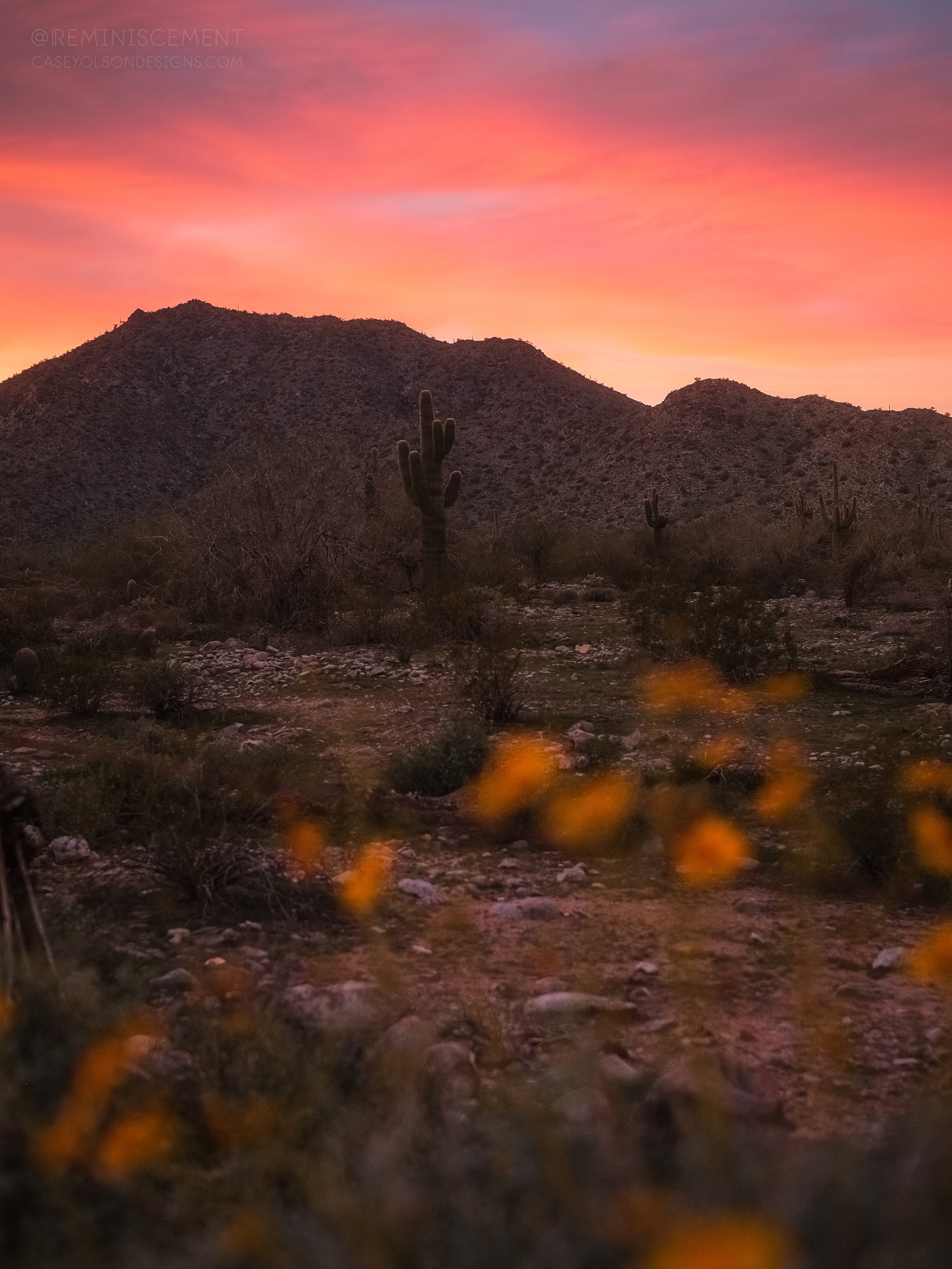 The last sunset shot I got in 2025 had to be shared. I canโt believe we are getting December Wildflower blooms here in the desert this year. ๐ฅน
2025 was full of a lot of healing and new beginnings. Wildflowers in December reminds me of that. My first year without my Dad yet I found so much to still bloom in my life amongst the cold. I canโt wait to see what 2026 has in store!
Going to make a recap video so be ready for that. ๐
Thanks to everyone who supported my work this year (and every year). Means the world. ๐ญ๐ I know I havenโt been as active with sharing, but hoping to turn that around in 2026. ๐๐ผ
