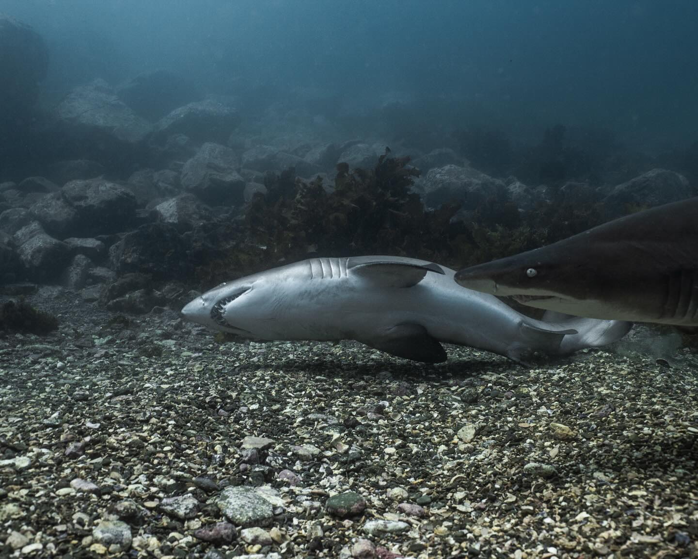 Never cease to be amazed. 🤯
1000’s of dives with them, 10 000’s of photos of them, and the Grey Nurse Sharks can still give me something new.
The best photos may sometimes be luck. But they are luck, created by opportunity - being in the water as much as possible.
The experience comes in to play, to be able to identify out of the ordinary movements, and knowing when to focus on the subject and be ready to take a shot, whilst also ensuring your settings and composition is on point.
I was watching this shark move around restlessly, when I decided to dive down. As soon as I got to the bottom, the shark dived into the sand, rubbing its side.
As soon as it finished, it swam up and turned directly into me. It looked agitated, pec fins down, and back slightly arched.
A lot of the sharks here have parasites on them, and it’s likely the shark was annoyed and trying to run it off. So stoked to have been able to capture this shot.
