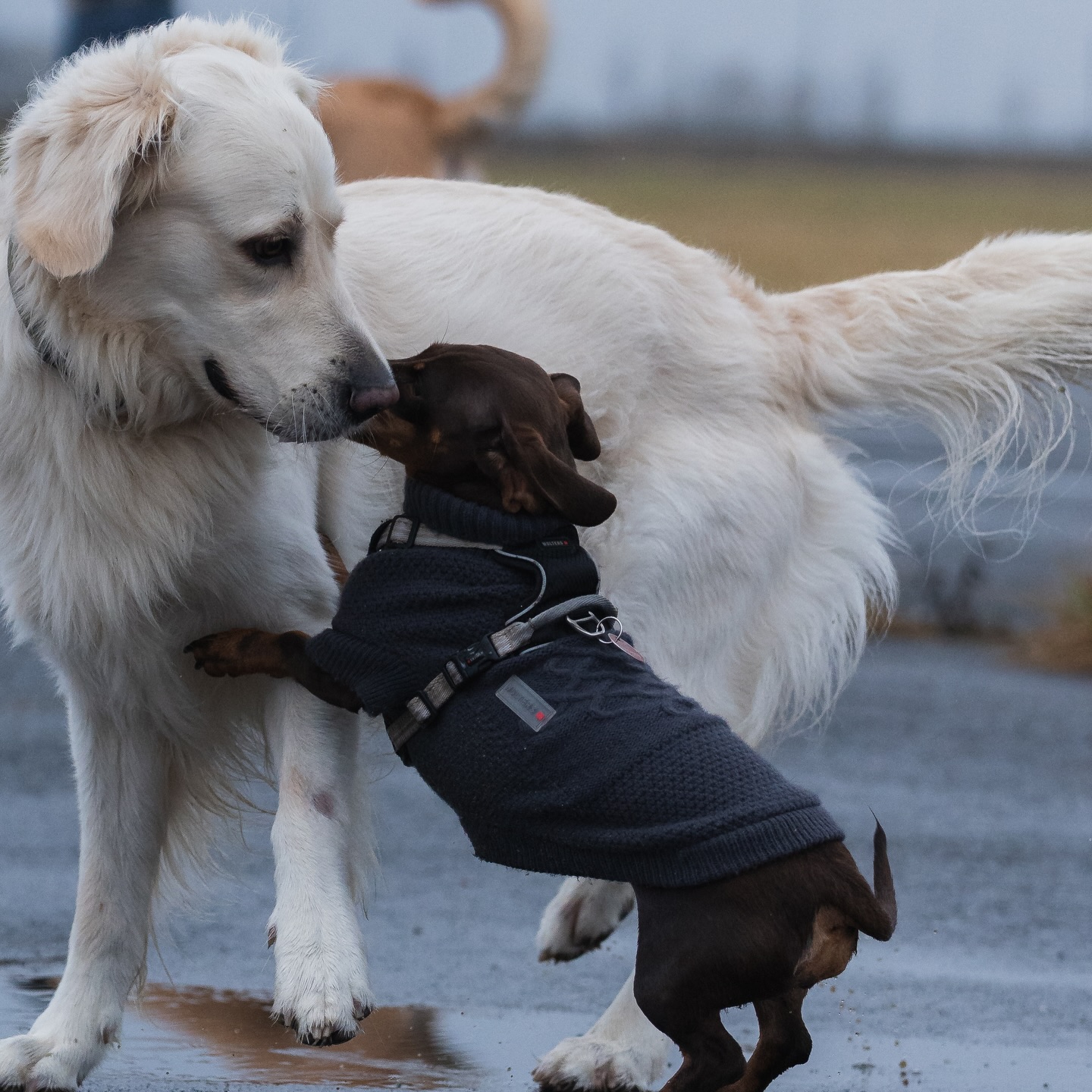 Der letzte Social Walk in 2025! 😍
Und wieder ist ein Jahr rum! Wie schnell die Zeit vergeht. 😱
Auch in diesem Jahr haben wir wieder viele Erfolge gefeiert, uns durchgekämpft, wenn es schwierig wurde, uns Halt gegeben, wenn wir ihn wirklich gebraucht haben und unsere Community weiter wachsen lassen. 😍🫶🏻
Ihr alle könnt wirklich stolz darauf sein, was ihr in diesem Jahr erreicht habt. 💪🏻
Sich jeden Tag für seinen Hund zu entscheiden und sich seinen Herausforderungen zu stellen ist schwer und braucht eine große Portion Mut, sowie jede Menge Ausdauer.
Wir sind stolz darauf, jeden Schritt gemeinsam mit euch gehen zu dürfen und danken euch von Herzen für euer Vertrauen in uns! 🥹
DANKE für dieses großartiges Jahr! Wir freuen uns auf alle weiteren mit euch und euren Vierbeinern. ❤️
📸 - @maxwildefotografie
#justhelpberlin #hundeschule #socialwalk #goodbye2025 #justhelpcommunity