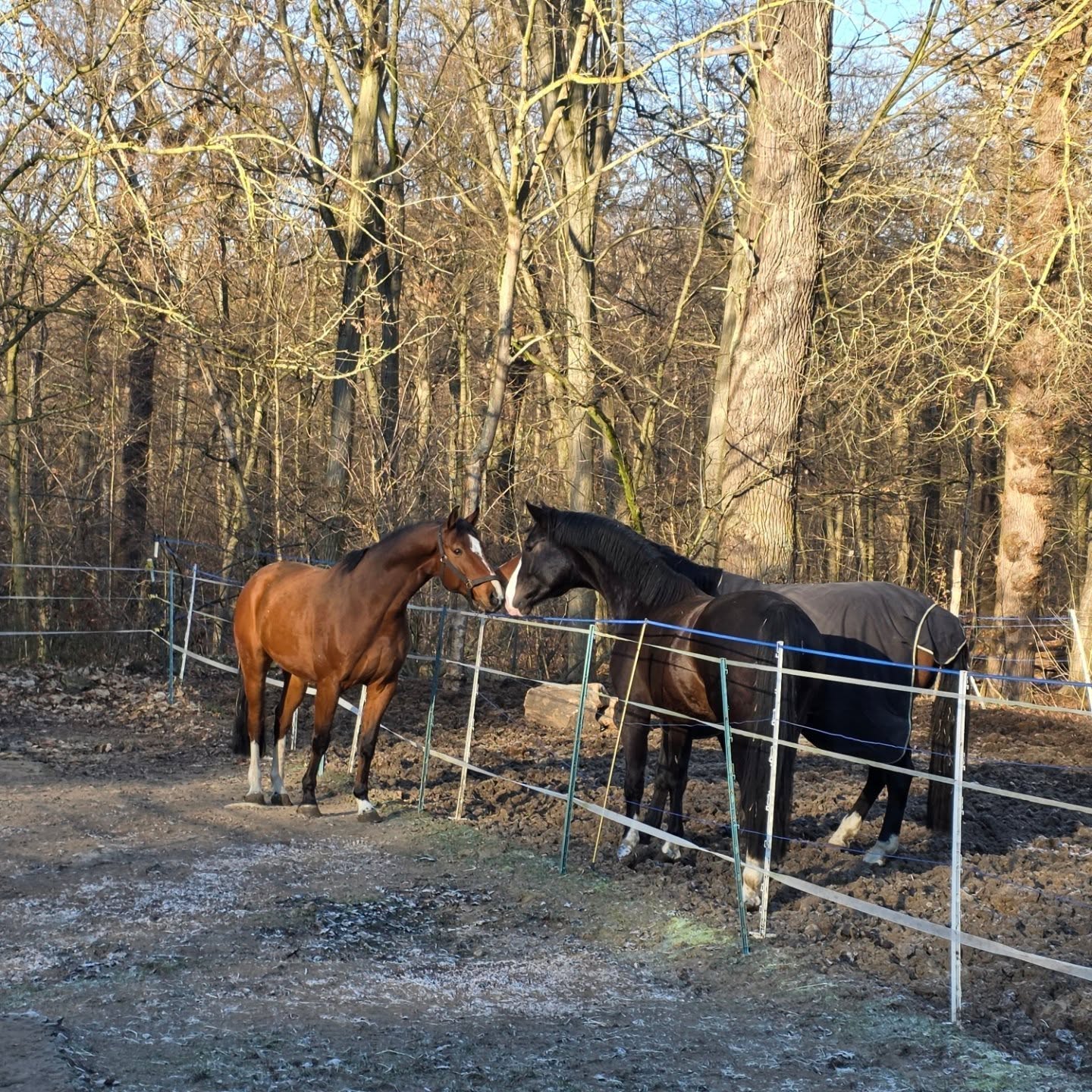 Zum Jahreswechsel.
Dankbar für das, was war – und gespannt auf das, was kommt. 🍀🐴
#pferde #stallleben #pferdeliebe #pferdefotografie #springpferde #pferdeausbildung
#winterwonderland #winterpferde #naturpferd #stimmungsvoll
#jahreswechsel #newyear2026 #gutenrutsch #neuesjahr #silvester
#equinephotography #horselovers #maresilange