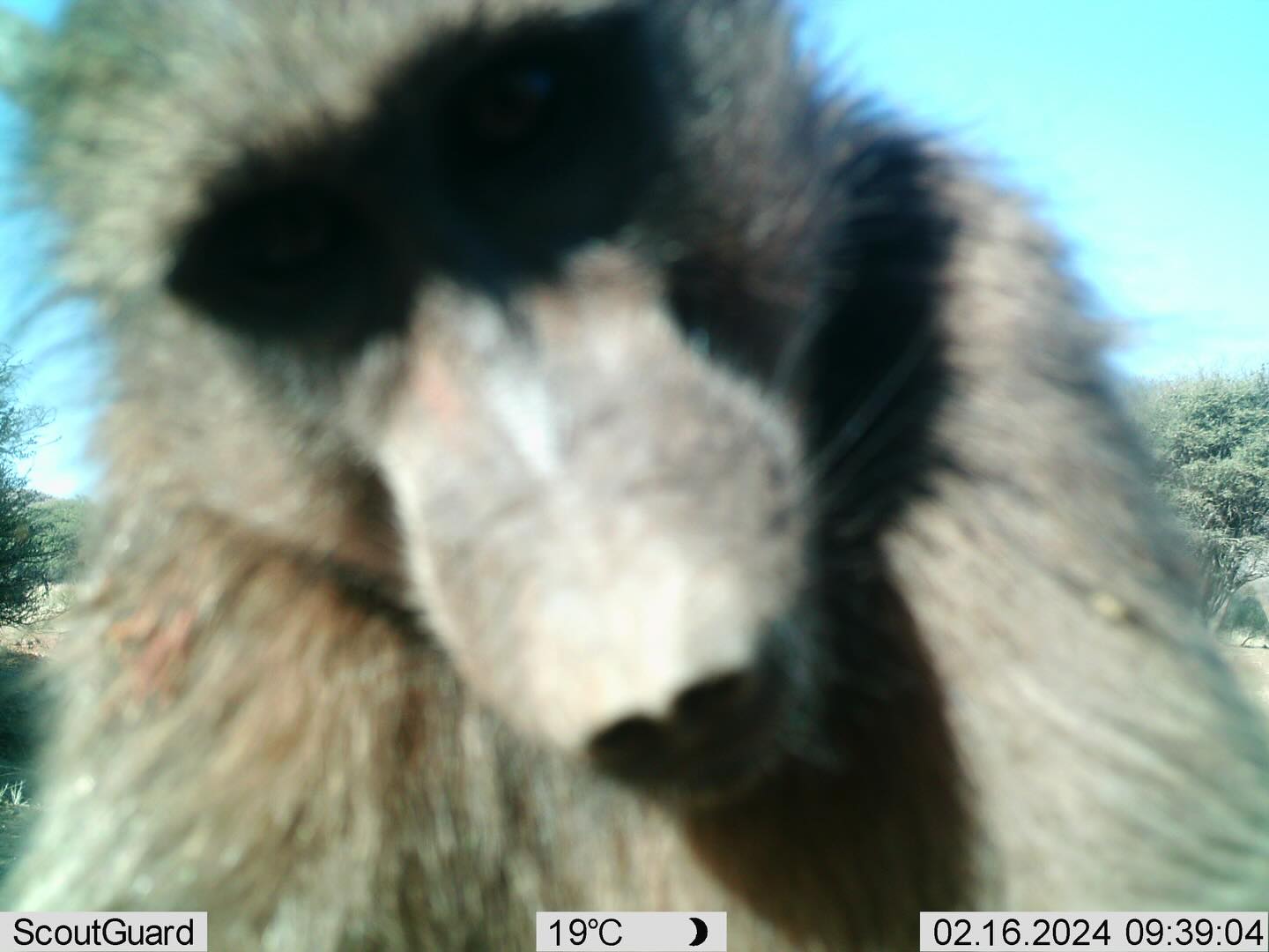 Sometimes we leave camera traps in the bush. This is what we got sometime ago. Baboon tried to take selfie with positive result 📸😅
#baboon
#monkeybusiness
#funnyanimals
#baboonsofinstagram
#funnypost