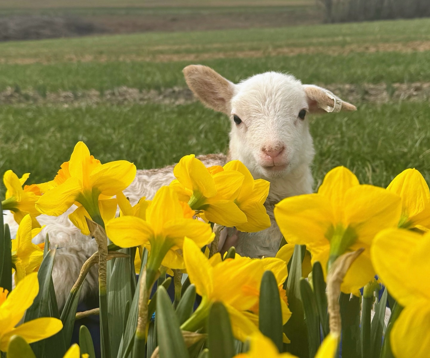 Our goal in 2026 is to appreciate the joy and beauty of life and to share it with all of our visitors.
You might think it’s easy when we live in such a beautiful place - but too often we get busy and forget to take it all in. Every day is full of blessings.
Baby lambs in the spring, the first burst of color from the daffodils - those are some of the exciting parts but there’s so much more to appreciate.
From hearing bird song or a child’s laughter, to watching the clouds pass, we want to be a place that reminds people of how beautiful life is. And it starts with us. Here’s to a joyful and beautiful 2026 on the farm!
#2026goals #babylamb #daffodils🌼 #lifeisbeautiful