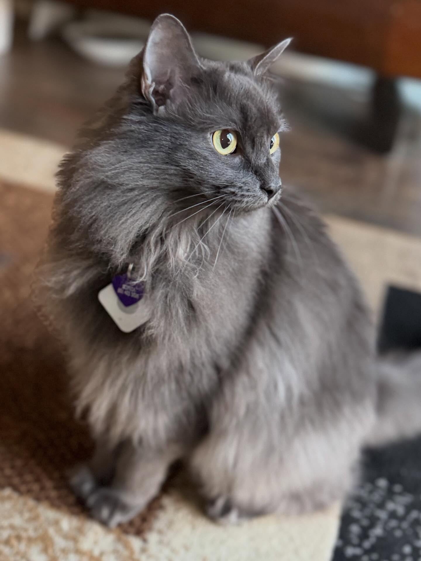 ✨ Psspsspss Happy New Year! ✨
#cats #atx #cedarpark #leander #catsofinstagram