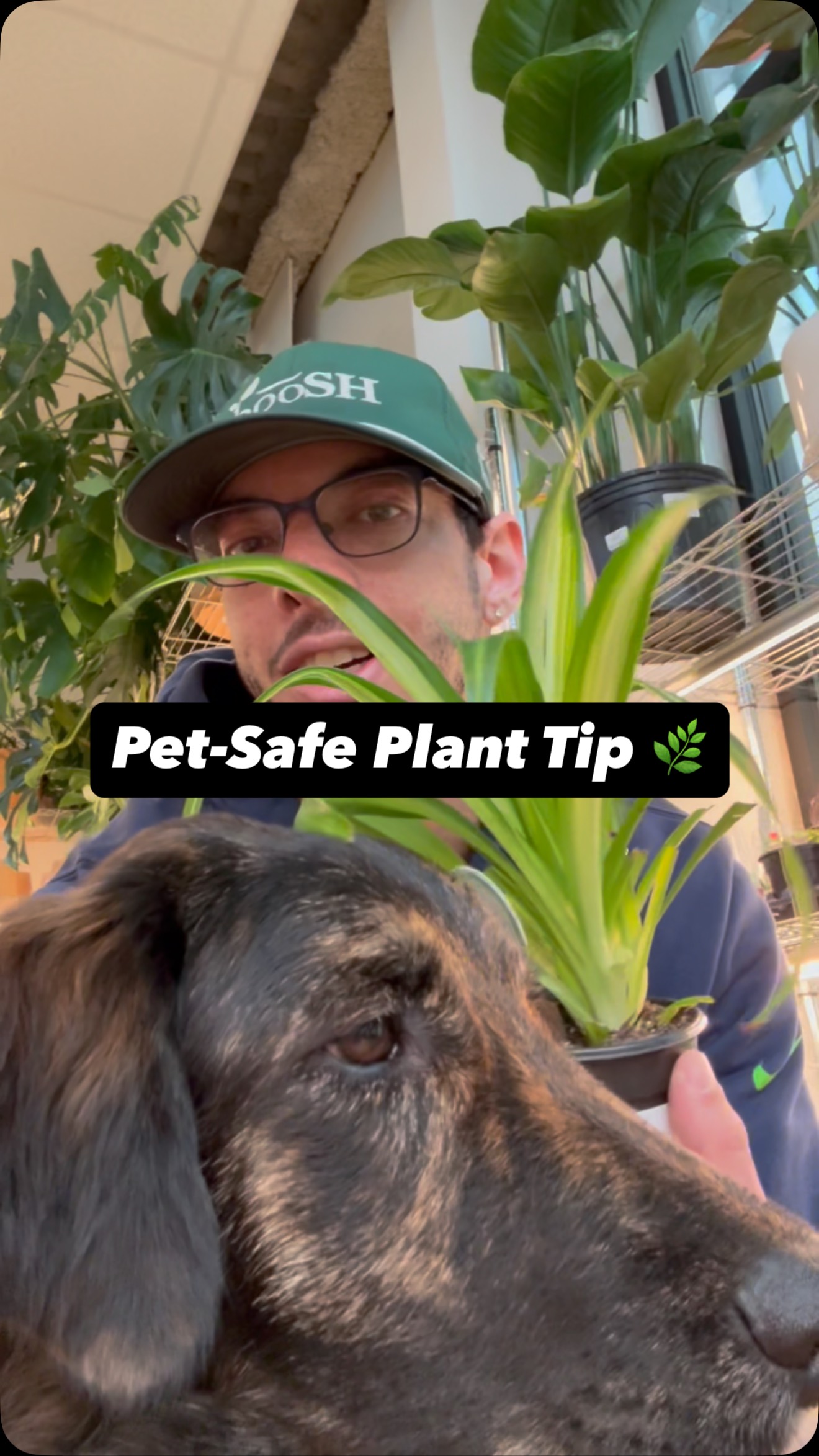 Saving you (and your pets) 💚
Not all houseplants are pet-safe — always double check before buying.
Comment DOG or CAT and I’ll recommend a safe plant 👇
#PetSafePlants #PlantShop #Houseplants #PlantTips
#SeattleSmallBusiness #PlantParent #DogFriendly #CatFriendly #booshnursery #plantlover #petsafeplants #spiderplant
#IndoorPlants #PlantTok