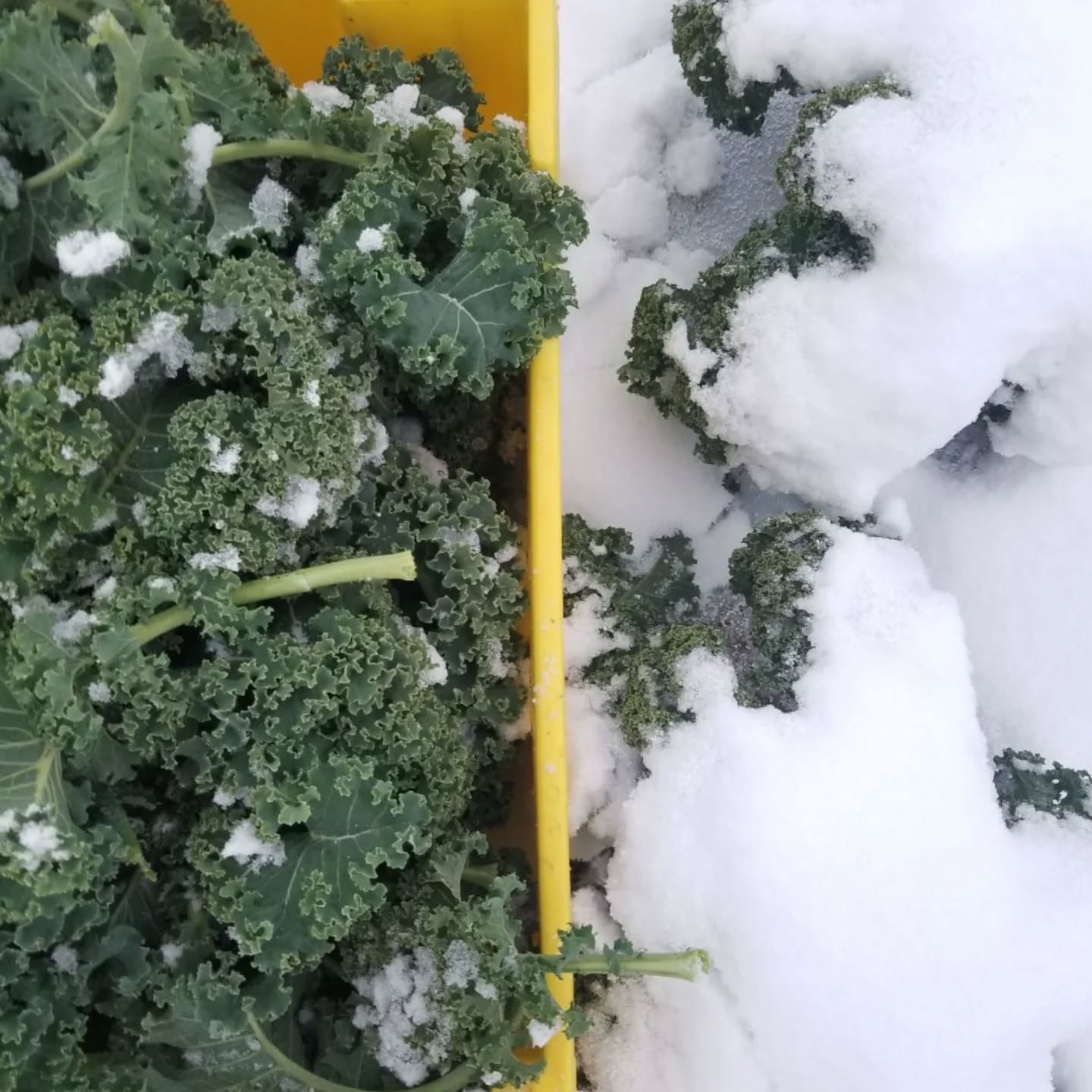 Ohio has so much untapped potential for year-round food production, even in the coldest months of the year. But with the longer growing timelines, and the higher risk of crop loss, the commitment and investment of winter growing can be a scary proposition for any farm.
As an 'All-Seasons' farm, we are feeling extra grateful to our loyal customers, who go the extra mile to source local food throughout the year. In the coming weeks, if you spot local food at an independent grocery, or on a restaurant menu, go ahead and give each other a high five - growers, vendors, and eaters are all equally important in a thriving, regional food system.