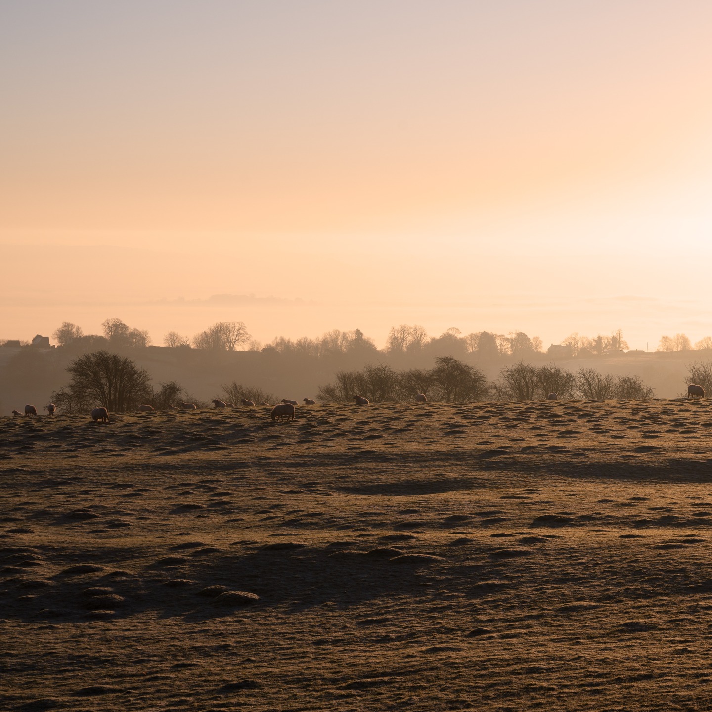 Absolutely stunning last morning of 2025, and a little catty progress. I decided I would tackle the black cat another day!
#catportraits #oilpaintingcat #goldpaint #stripeyhoundart #uniorbust #aberystwythschoolofart #catsofinstagram #blackcatsofınstagram #wipwednesday
#goodbye2025 #stunningmorning #littledeanhill #littledeanhillroad