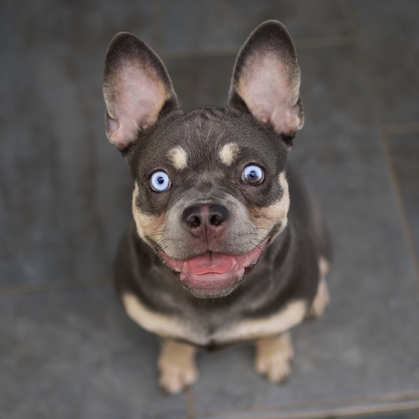 Bye Bye 2025. Hello 2026. 🥹✨
2025 war ein Jahr mit Höhen und Tiefen. Wir blicken glücklich zurück. Vor allem dank all den tollen Menschen, die Teil der Alpha Bully Family geworden sind. Danke für euer Vertrauen und dafür, dass ihr unseren Welpen ein liebevolles Zuhause geschenkt habt. ❤️
Was uns dabei immer geleitet hat und auch weiter leiten wird: Gesundheit an erster Stelle. 👆🏻 Kompromisslos. 💪🏻
Bei jeder Verpaarung haben wir alles gegeben. Streng selektioniert, ganzheitlich gedacht. Aufwand, Kosten oder Wege sind egal, wenn es der Gesundheit dient. Dies war nicht immer bequem, aber für uns genau richtig.
Perfekt ist niemand, wir auch nicht - doch jeden Tag alles zu geben und besser werden zu wollen, macht den feinen Unterschied. Und jep: Für uns heisst das, dass wir uns von der übertypisierten Französischen Bulldogge weiter entfernen.
Und wisst ihr was? Genau das finden wir richtig nice 🤪
Langruten sind heute in fast jedem Wurf dabei.
CDDY-Freiheit ist eine Seltenheit – bei uns nicht.
Am Ziel sind wir noch nicht, denn Gesundheit ist immer das Zusammenspiel vieler Faktoren. Wir machen weiter. Ganzheitlich & voll retro 👆🏻
Und ja, ich gebe mir echt Mühe, hier aktiver zu sein 😂 Klappt nicht immer. Nehme ich mit als Vorsatz für 2026.
Versprochen🤞😂
Aber während es auf Instagram manchmal ruhig ist, passiert im Hintergrund sehr viel. Wir waren nie grosse Redner, wir lassen lieber Taten sprechen.
So, genug poetisch 😅
Danke für 2025 ❤️
Wir freuen uns auf 2026 🙏
Feiert (bitte ohne Feuerwerk), lacht und rutscht gut. 🍀
E guets Neus ❤️✨
PS: das ist die zuckersüsse Prada. 🥹❤️
#AlphaBully #bye2025 #2026