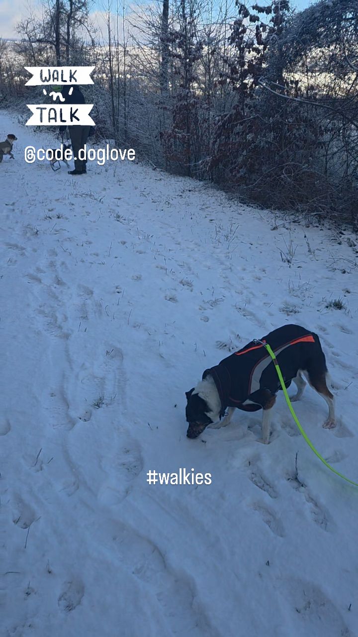 Die Walkies 2026 sind heute wieder gestartet🐾👣
Vom Begegnungstraining zum Social Walk- Lernspaziergänge sind für alle Hunde eine Bereicherung und machen Mensch & Hund zu einem unschlagbaren Team auf Augenhöhe und Vertrauen 💚
#Teamwork #dreamwork #begegnungstraining #codedoglove #hundeverhaltenverstehen