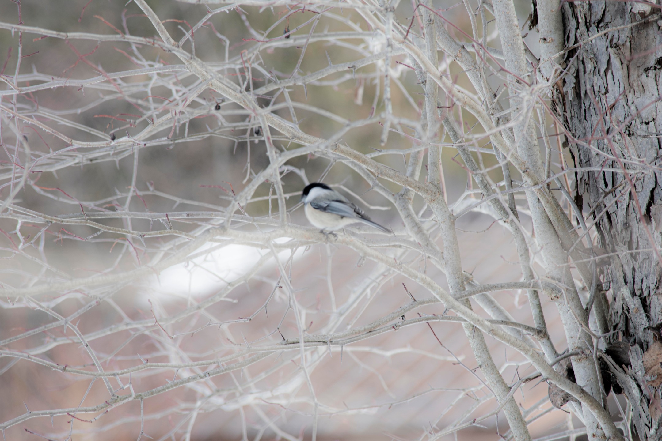 Jan 4 - Beauty everyday. On this day in 2019 - from my daily photo journal
#dailyphotography #dailyphotojournal #winterphotography #canadianartist🇨🇦