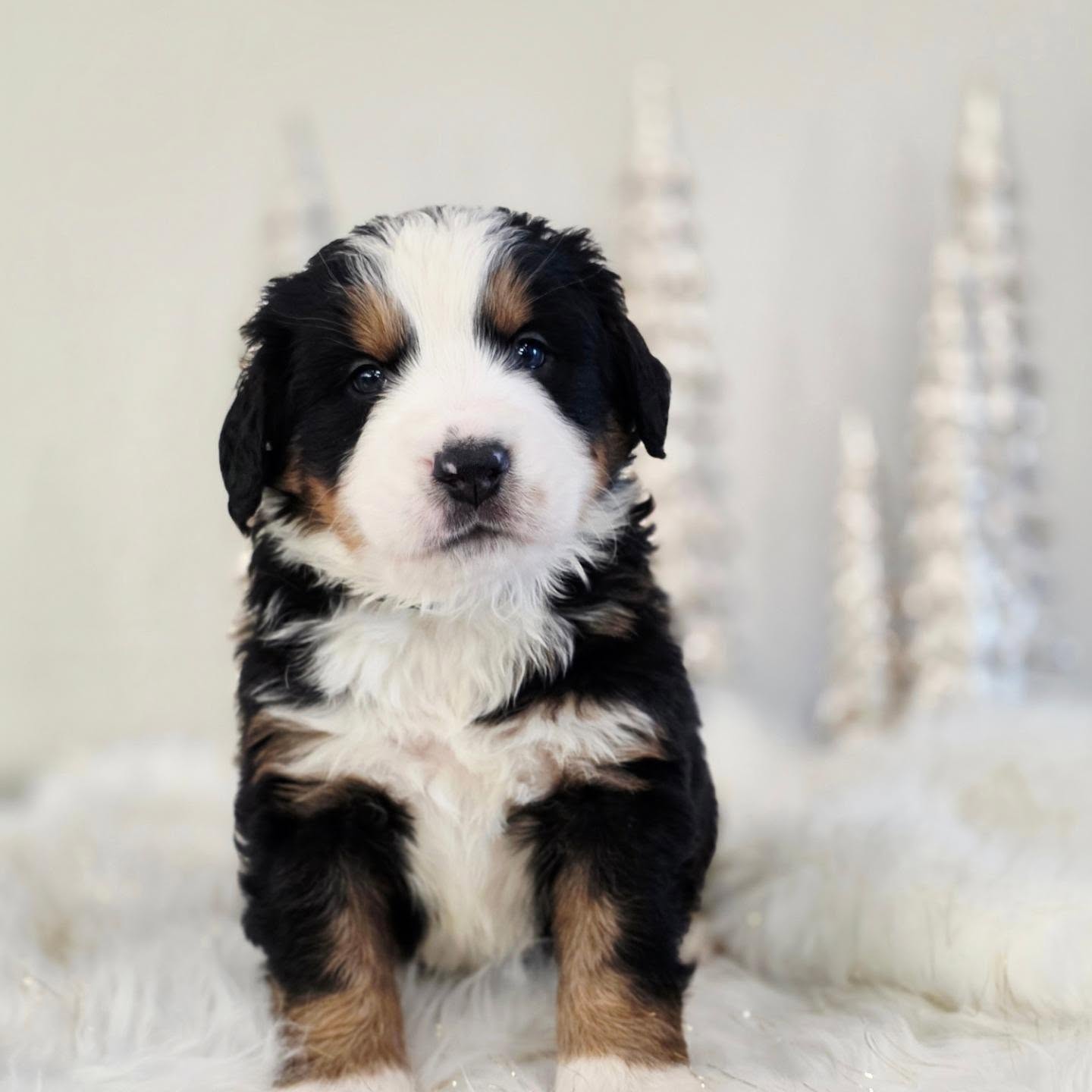 Our sweet Chase has been reserved. So excited for his new family in Texas. We still have a few boys left.