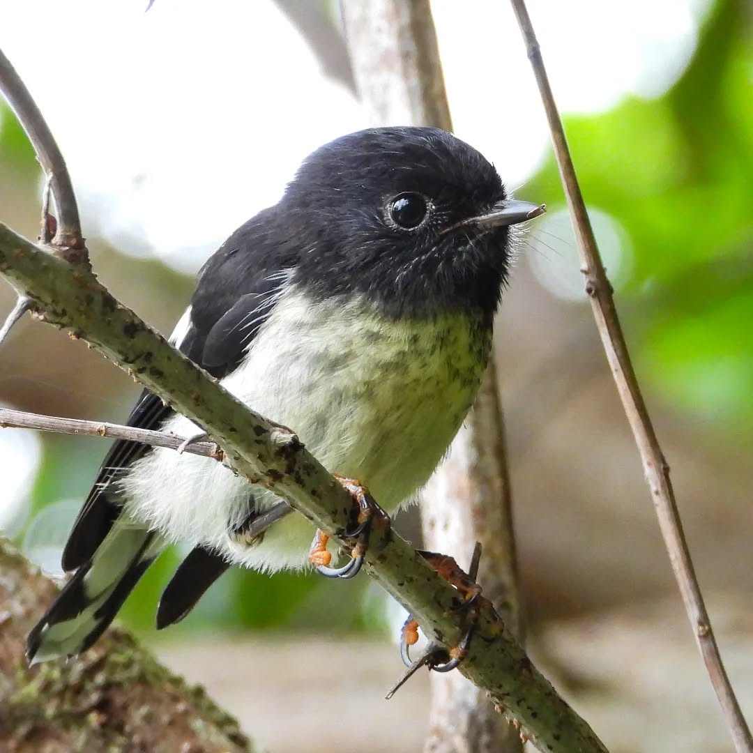 Our gorgeous wee Tomtit.
#karameatomtit #tomtit #Karamea #karameawild #newzealand nzlife nzwildlife wildnz southisland nzsouth southislandnz westcoastnz nzwestcoast tewaipounamu paradise umere arapito littlewanganui birdsnz nzbirds wildsouth kohaihai oparara birdshots birdphotos wildlifenz Aotearoa nzfauna nzflora