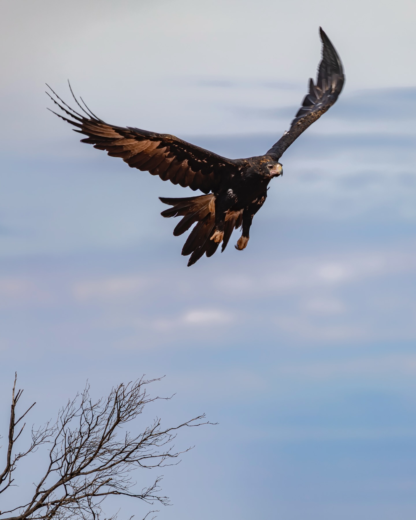 Just like this song I wanna fly like an eagle this year.. Just not like this eagle.. which isn’t too sharp (shot out the window on some backroad near Broken Hill) and a little out of focus.. probably like most today..
Stay safe.
Do the best you can with what you have and remember the harder you work the luckier you get.
Happy ‘26.
#wedgetailedeagle #eagle #wildlife