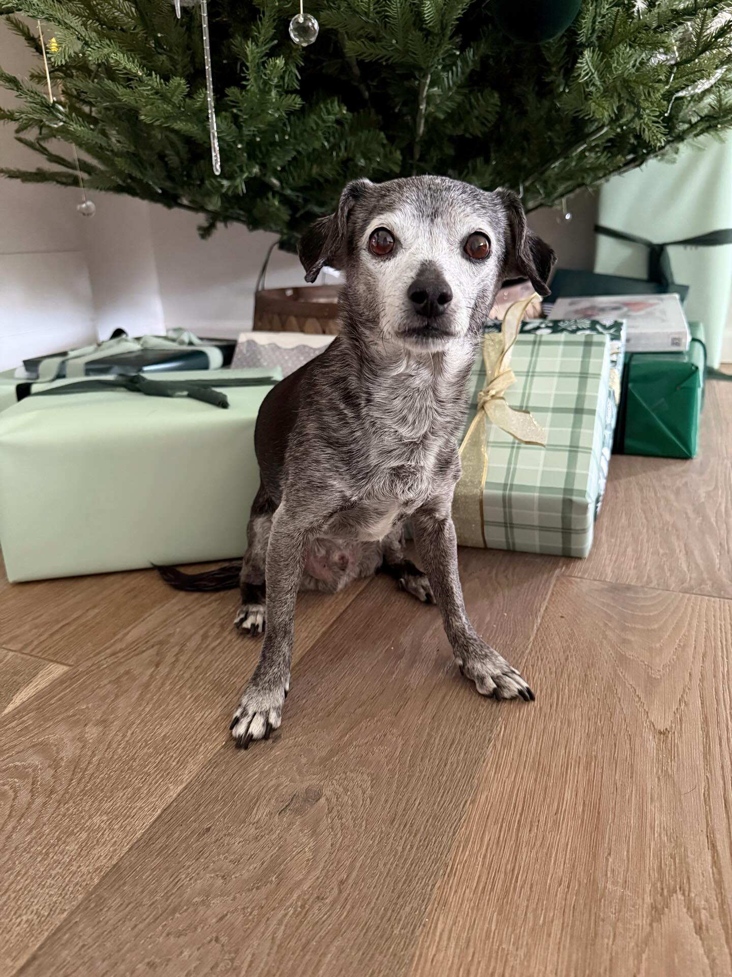 Photo dump. Christmas break was good to us. 🎄
1. The goodest boy waiting to open presents.
2. We tried @emilylexstudio watercolor tutorial books. They are so fun! And addicting!
3. Got swept up in the heated rivalry cult. A very rare example of the books and show adaptation BOTH being amazing. I’m 1000% obsessed. It’s about rival hockey players who fall in love over almost a decade. It starts out very spicy but ends up so sweet. I was crying through the last 2 episodes. It’s so heartwarming (and very funny!)
4. Arik had a puzzle made of Toby (as one does). It’s super cute. And super difficult.
5. Toby and his stocking. (He’s having advent calendar withdrawals)
6. Arik made dairy free cinnamon rolls for the first time. They were delicious.
7. Toby thought so too.
8. It was 65 degrees christmas weekend. We went to a friend’s house for a bonfire to take advantage.
9. Sunset showing off.
10. Had friends over. Made chocolate peanut butter balls. Still thinking about them.
11. Had brunch at ancient lore villiage. Brunch was meh. But the scenery was so flipping cute. Like walking around the shire.
12. Saw these mice in their gift shop. Needed them to come home with me.