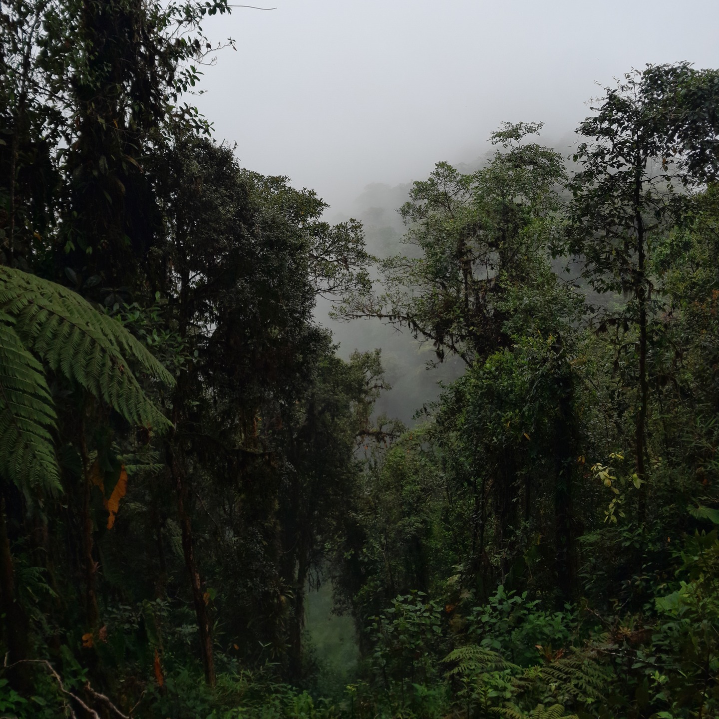 A Happy New Year from the Cloud Forest to everybody!
:)