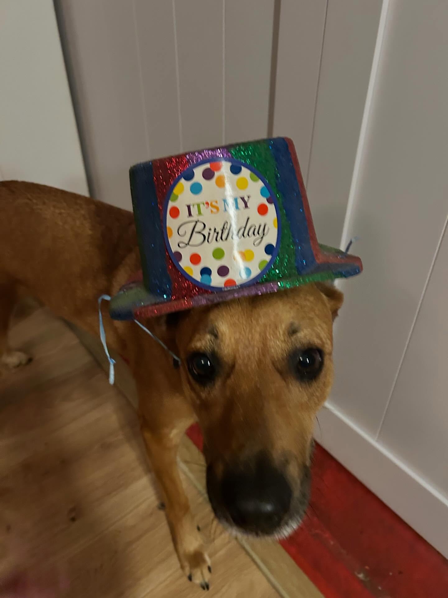 Today is Cora’s birthday- her mom left her a very special treat which now she’s being stubborn about eating. I guess we’ll try again a little later.😂🐶