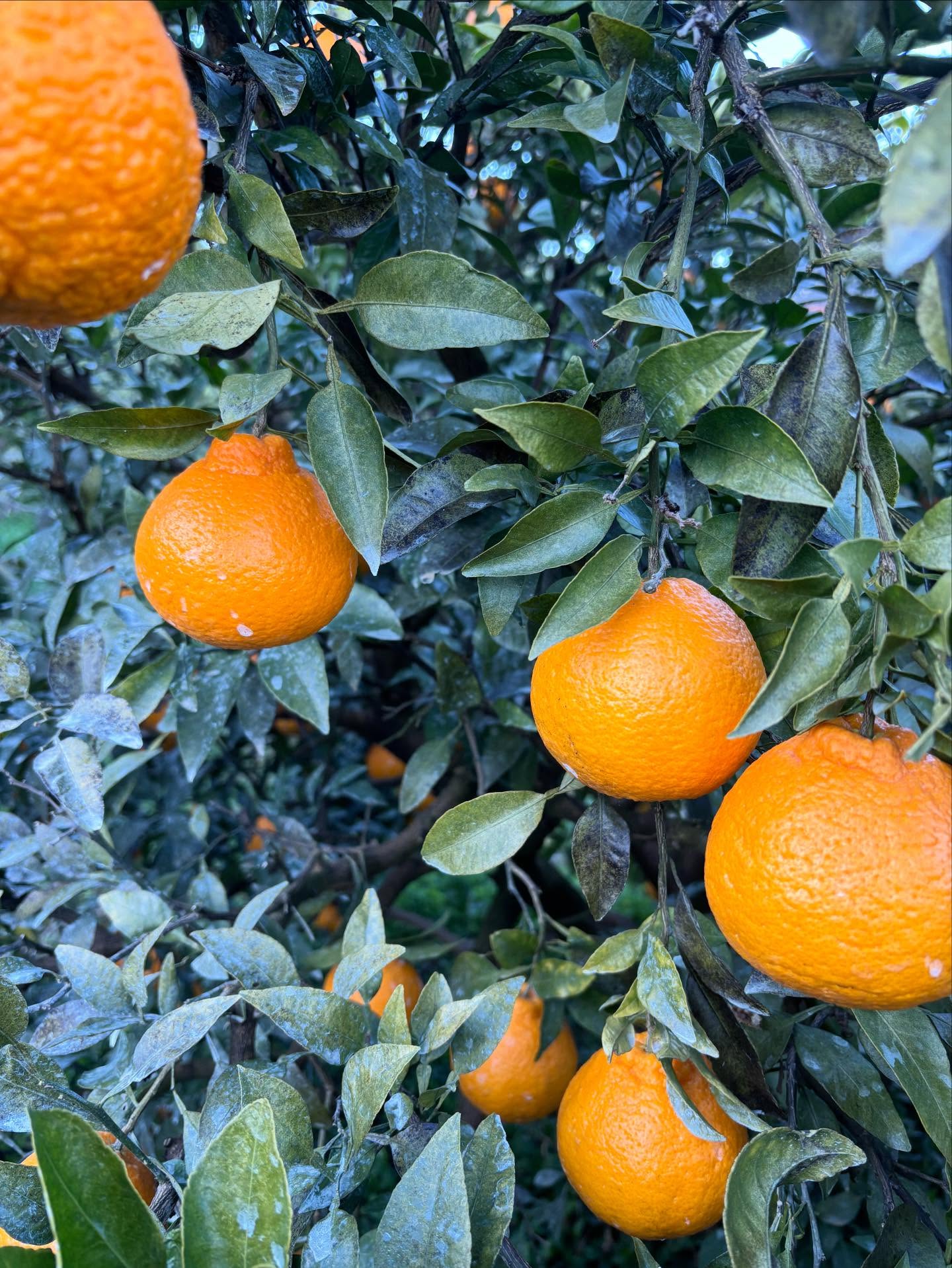 あけましておめでとうございます
『さんまのまんま』でのツヨシの宣伝のお陰で、新年から沢山のご注文頂き、ありがとうございます。
想像を超えるお声があり、一旦SOLDOUTにしております。
1/5から随時発送させて頂きます。
3月からは不知火の販売もありますので、宜しくお願いします。
新年から多くの方に知って頂き、今年も美味しいもの作るため励みます!