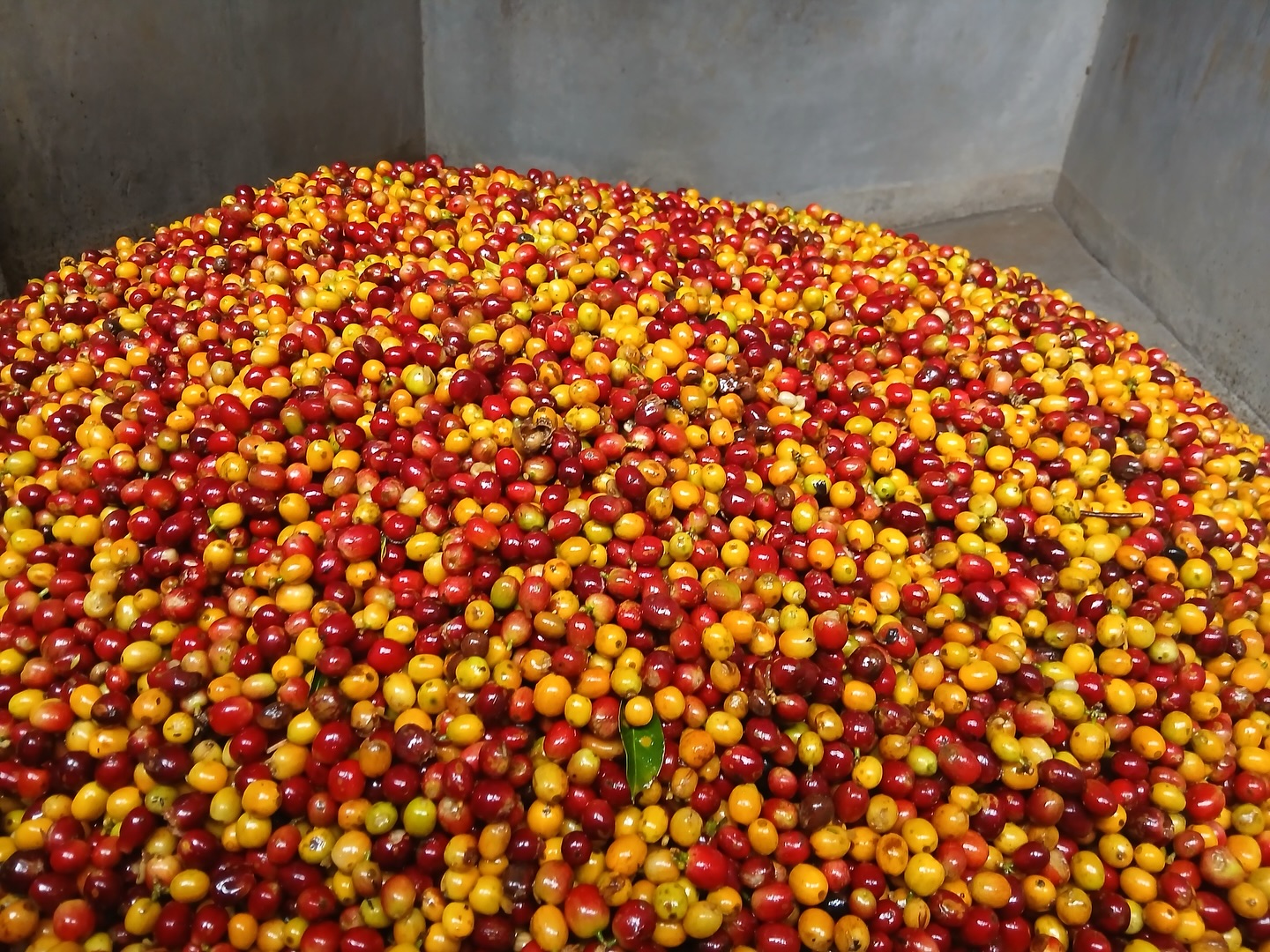 🍒 We sort and sort until even our volume lots taste like awesome microlots. 🍒
🤝 If you’re a roaster seeking a long-term business relationship with the specialty coffee farmers who farm your beans, reach out!
🔗 Click the link in our bio or DM our farming group. We ship almost anywhere on pallets.
#greencoffee #specialtycoffee #nicaragua #naturalprocess #honeyprocess #thirdwavecoffee #anaerobiccoffee #pacamara #directtrade #directtradecoffee #woc #coffeeprocessing #sustainablecoffee #biodynamiccoffee #coffeeroaster #coffeesorting #coffeeroasting #coffeefarm #sampleroasting #goldmtncoffee #besocialbegold #coffeefermentation #carbonicmacerationcoffee #nicaraguancoffee #worldofcoffee #yellowpacamara #yellowcaturra