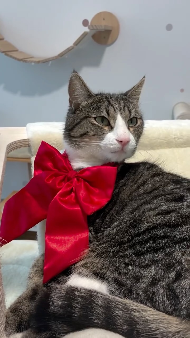 Nos pensionnaires de Noël 🎅🎄
Avec Néo, Monsieur Chat, Max, Sushi, Queenie, Sharly, Roméo, Voltaire et Albus 🐱
#larecreduchat #aixenprovence #pensionpourchats #aixmaville #chat