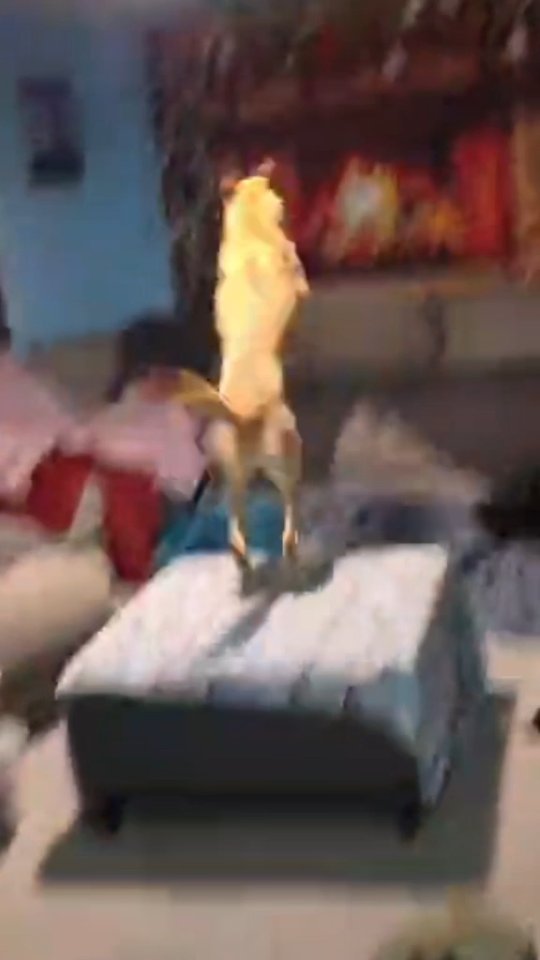Something different from our usual posts.... one of our dogs got some after bath zoomies. Unfortunately quality is kind of poopoo because I was using FB video to record it.... but enjoy Lancey using his jet thrusters and taking off. 🤣🤣🤣
*Please ignore the blankets everywhere. We keep the couch covered in blankets and this is what the dogs do within 5mins of playing. 🥴🫠*
#ibelieveicanfly #huskymix #dogsofinstagram #crazydog #huskylife