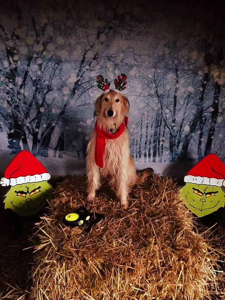 HAPPY NEW YEAR! 🥳
We hope you all had a lovely evening welcoming in 2026 however you chose to celebrate it!
Here’s a final little festive photo dump for you. A huge thank you to everyone who shared their photos with us. So many gorgeous dogs and such lovely moments captured. 🐾
Until next year! 🥂
#SecureDogWalking
#SecureDogWalkingFields
#SecureDogWalkingPark
#WanderlustWalkies
#SecureDogPark