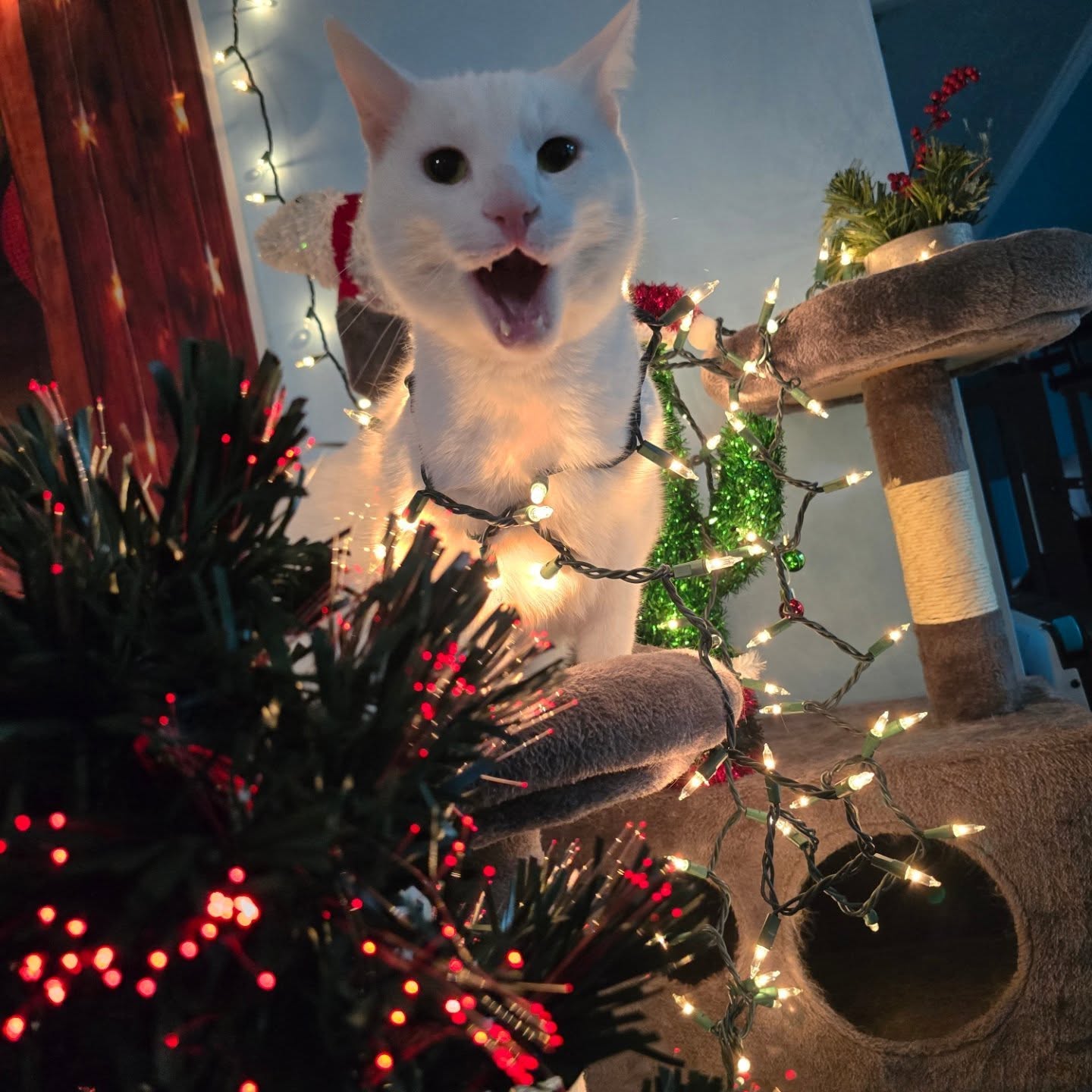 There's two types of people New Year's morning... Soul, the excited to start a New Year or Lance/Luna, the "it's just another day - let me sleep.
Which are you? 🤣
Happy New Year! I'm hoping 2026 brings everyone happiness and good health. I am looking forward to a full year of new things for my business and being a full-time business owner again. I'm planning to post a tentative schedule of the year as I finalize some big events.
#happynewyear #2026 #yearofgrowth #smallbusiness #goodhealth