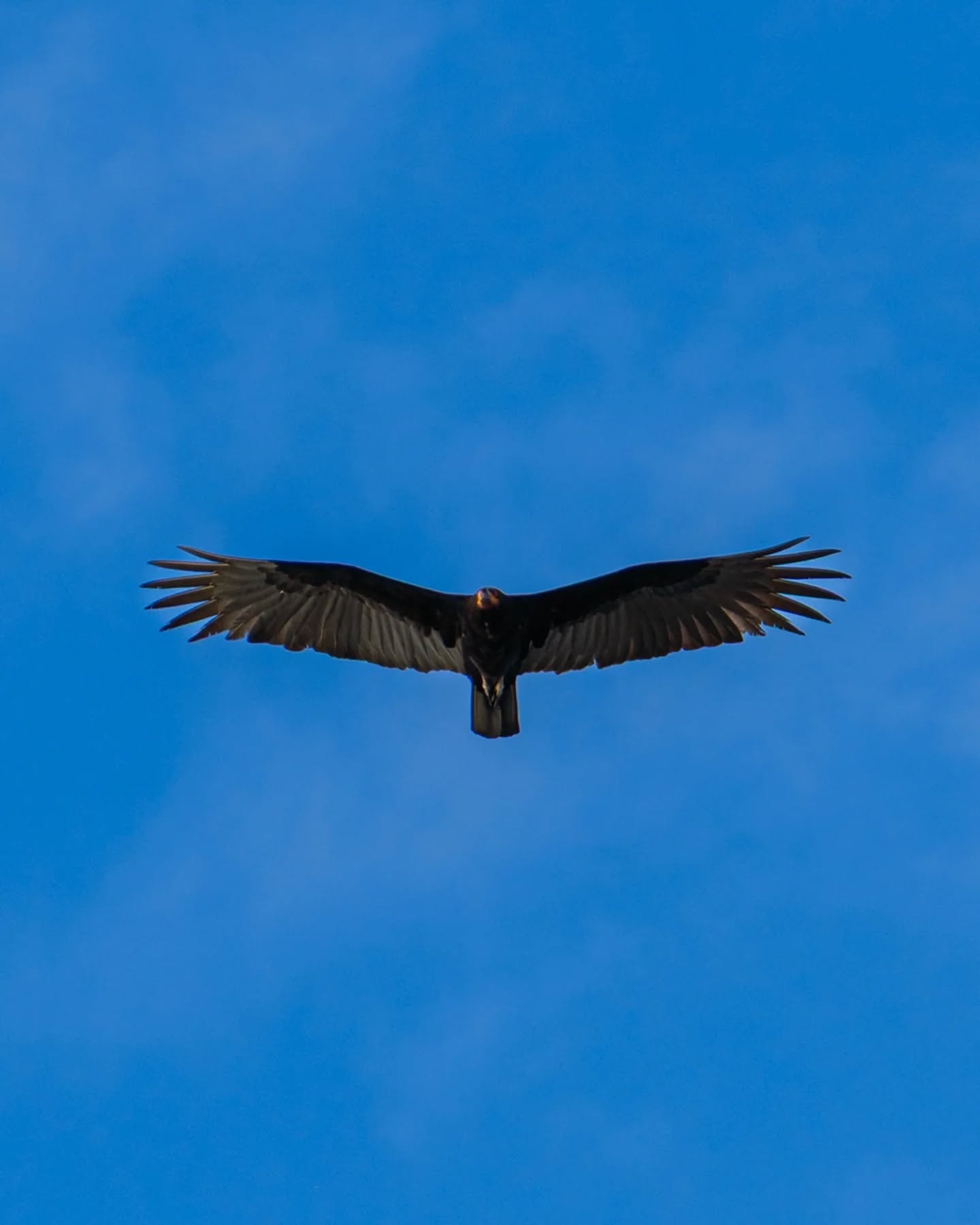 A vulture somewhere in Sian Ka'an