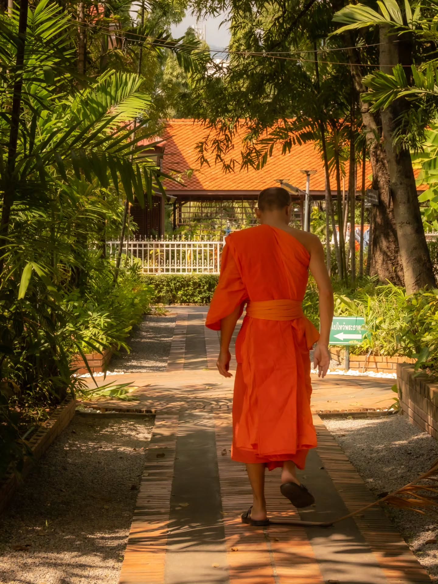 Monks en silencio observan y se mueven alrededor de los templos en Chiang Mai 🍃 con una suavidad que muchas veces lo unico que los delata es el alegré naranja de sus prendas, es muy particular ver el contraste de los turistas tomándose fotos en los templos y los monjes orando, meditando y cuidando de esos templos que son parte del hogar de sus espíritus ☀️