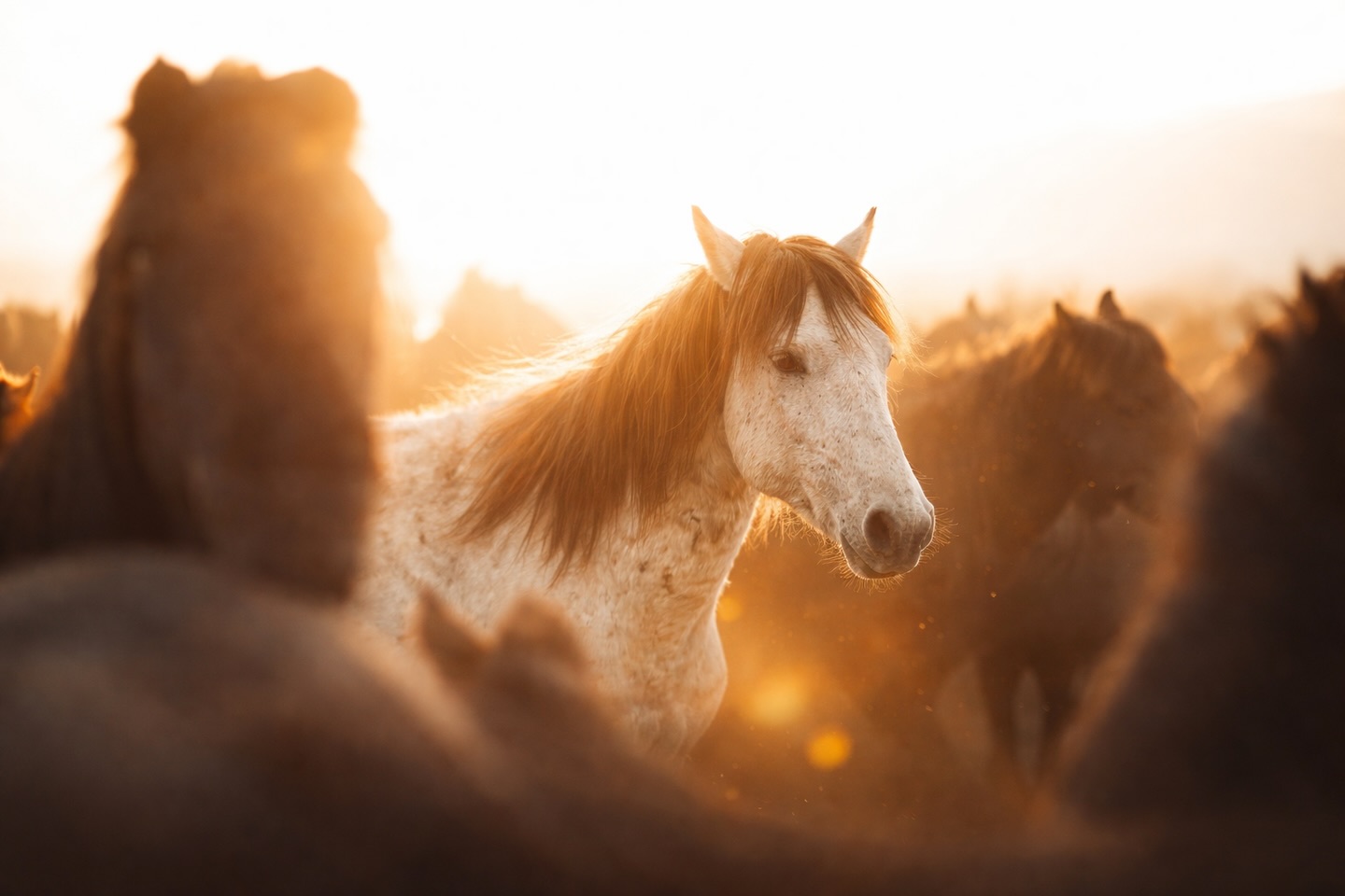 2026 : Année du cheval de feu 🔥
Il y a des symboles qui arrivent au bon moment.
Et d’autres qui nous accompagnent depuis toujours.
Le cheval, chez The Wild Whispers, n’est pas une image.
C’est une présence, un élan.
Un rappel constant de ce qui compte vraiment: la liberté, le mouvement, l’instinct 🪶
Le feu, lui, n’est pas là pour brûler.
Il éclaire.
Il réchauffe.
Il pousse à avancer, même quand le vent est contraire.
Cette nouvelle année parle d’audace tranquille.
De chemins que l’on choisit sans bruit, mais sans compromis.
D’un rapport au monde plus sauvage, plus vrai, plus vivant.
En 2026, on vous souhaite des horizons ouverts,
des aventures qui laissent du sable sur la peau,
des élans sincères,et cette flamme intérieure qui guide vos pas et vous pousse à réaliser tous vos rêves.
Que cette année soit libre.
Et profondément vôtre 🤍✨
#yearofthefirehorse #firehorse #2026 #happynewyear