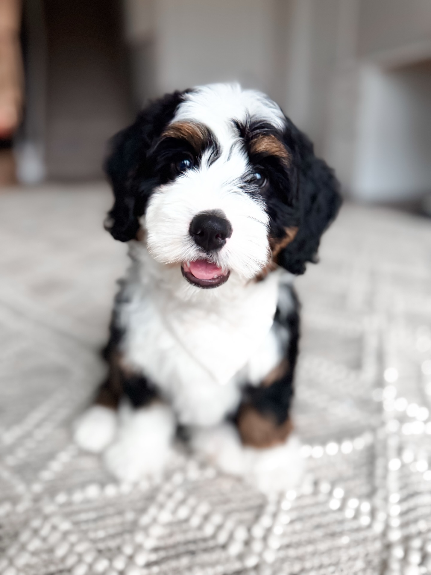 ๐ด๐๐๐ ๐บ๐๐๐๐ ๐ค
Sheโs more than a puppy weโre keeping. Sheโs a chapter of everything weโve built and everything thatโs still to come.
Story carries pieces of some of our very first Country Lane dogs, the ones who shaped our foundation and taught us what this dream could be. She holds the heart of our past while helping write the next pages of our future as we step into a new season and continue working toward thoughtfully bred multigenerational lines.
Not only is she deeply meaningful to us, sheโs already showing the kind of temperament and structure weโre so passionate about preserving: confident, people-focused, steady, and beautifully blocky in all the right ways. Sheโs the kind of dog who makes us pause and say, ๐บ๐ฆ๐ดโฆ ๐ต๐ฉ๐ช๐ด ๐ช๐ด ๐ธ๐ฉ๐บ ๐ธ๐ฆ ๐ฅ๐ฐ ๐ต๐ฉ๐ช๐ด.
This year marks ๐๐ ๐๐๐๐๐ ๐๐ ๐ช๐๐๐๐๐๐ ๐ณ๐๐๐, and we truly wouldnโt be here without the incredible families who have trusted us, supported us, and grown alongside us. Your belief in our vision, your love for our dogs, and the community weโve built together are a huge part of this story, and weโre endlessly grateful.
โจ ๐ฆ๐๐ผ๐ฟ๐ ๐๐ถ๐น๐น ๐ฏ๐ฒ ๐ฝ๐น๐ฎ๐ฐ๐ฒ๐ฑ ๐ถ๐ป ๐ฎ ๐ด๐๐ฎ๐ฟ๐ฑ๐ถ๐ฎ๐ป ๐ต๐ผ๐บ๐ฒ, where sheโll be cherished as a family dog while also helping shape the future of our program. If youโre within an hour of ๐ฑ๐ฎ๐ฒ๐ฐ๐ต ๐๐ and interested in welcoming a top-notch Country Lane mini Bernedoodle into your home ๐ข๐ต ๐ฏ๐ฐ ๐ถ๐ฑ๐ง๐ณ๐ฐ๐ฏ๐ต ๐ค๐ฐ๐ด๐ต, weโd love to connect.
From humble beginnings to big dreams aheadโฆ
This is Story and we canโt wait to see where her story takes us. โจ๐ค