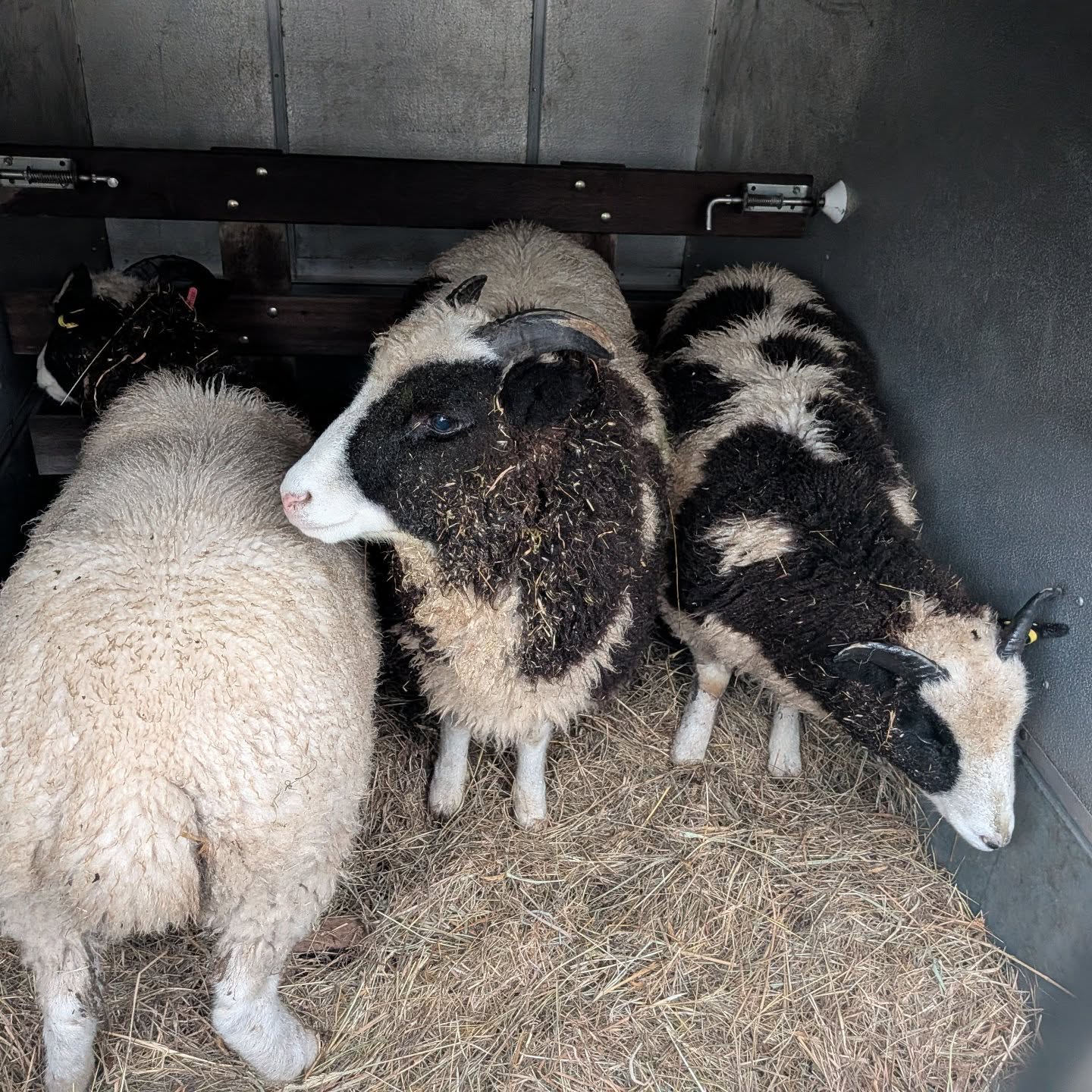 Right, that's the holidays over, back to work!
Anybody who’s ever worked with Jacob sheep knows they’re basically powered by chaos and sudden decisions 🐑💨
So when these three hopped on with minimal drama, no sprinting, no dramatic standoffs, no existential crises… we’re calling it a small miracle.
Proof that even the flightiest sheep can have a calm moment—once. 😌🐏✨
#jacob #sheep #transport