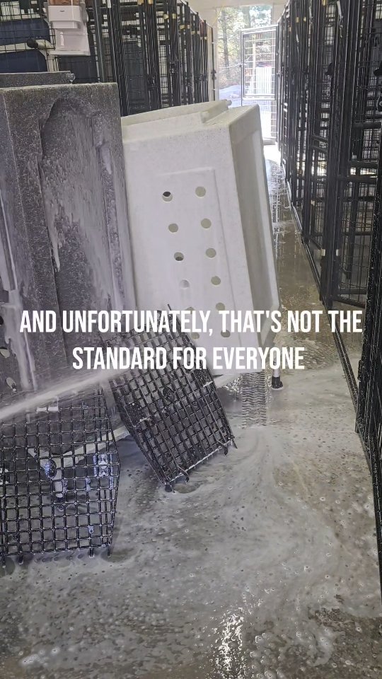 Dogs don't get a choice in their environment.. we do. So we choose clean.
Our kennel building is cleaned daily, with frequent deep cleans. My goal every single day is that it never smells like a kennel building... anything less is really unacceptable.
If my own dogs couldn't be in there and then immediately hop into my bed, it isn't clean enough. Strong waste odors & diseases don't happen by accident; they come from moisture and waste that wasn't removed properly.
#cleankennels #behindthescenes #facilitystandards #dogboarding #dogtraining