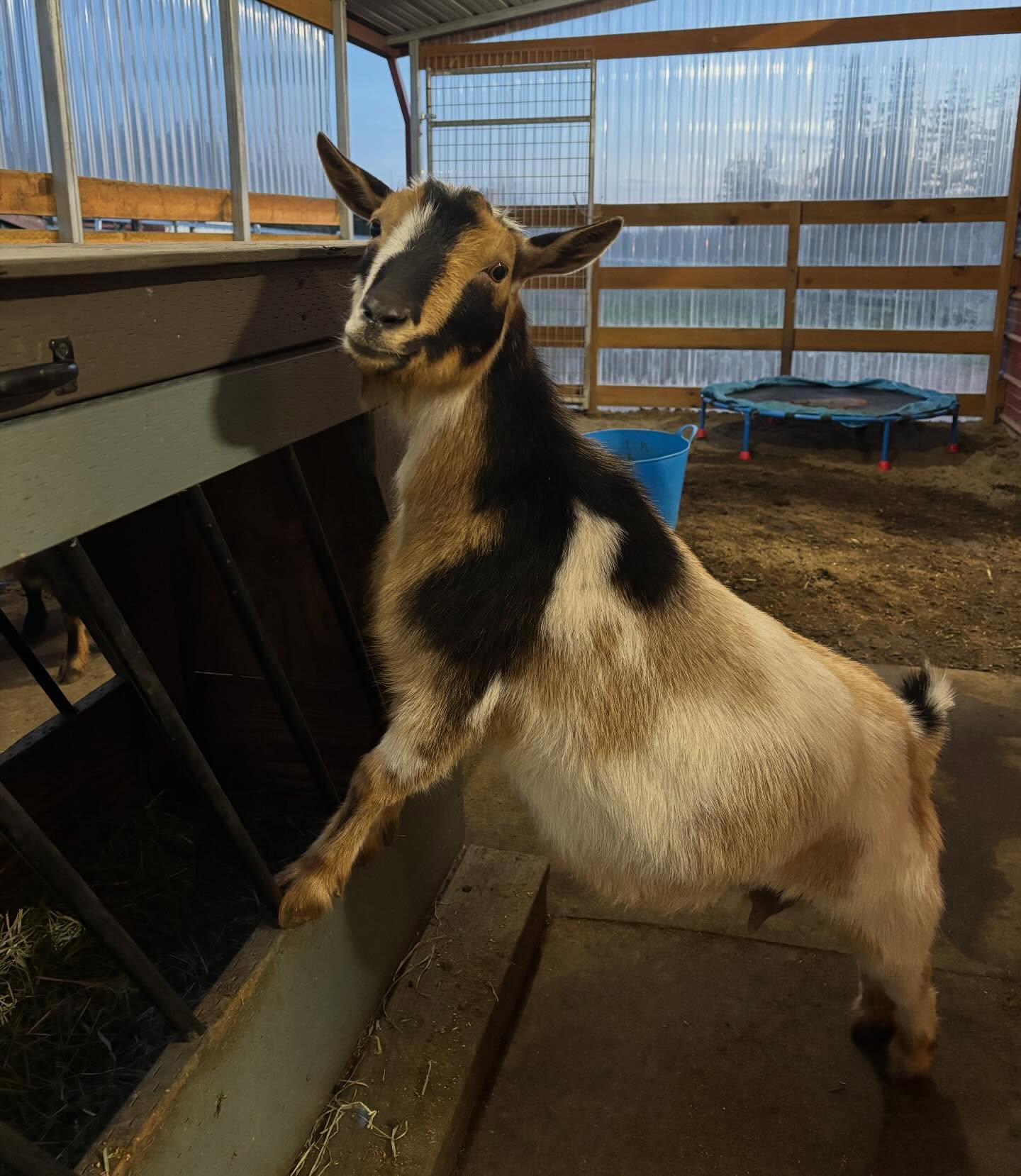 Winnie 😌
What a kind soul she has. She is so gentle, sweet, and patient. Winnie is one of our foundation does on our farm. She has given us amazing progeny that has excelled in the show ring just like her. Winnie is a quiet doe, but can speak her mind when she is in heat 😂. Named after “Winnie The Pooh,” her blonde features suit her name. We love Winnie and her kids. At just 4 years old Winnie has 2 GCH 🏆 and 4 RCH 💛. We are hoping to finish her and keep a buckling out of her! Go check her out on our website to see her genetics at www.rockin-j-farm.com.
#adga #4h #hobbyfarm #backyardfarming #dairygoats