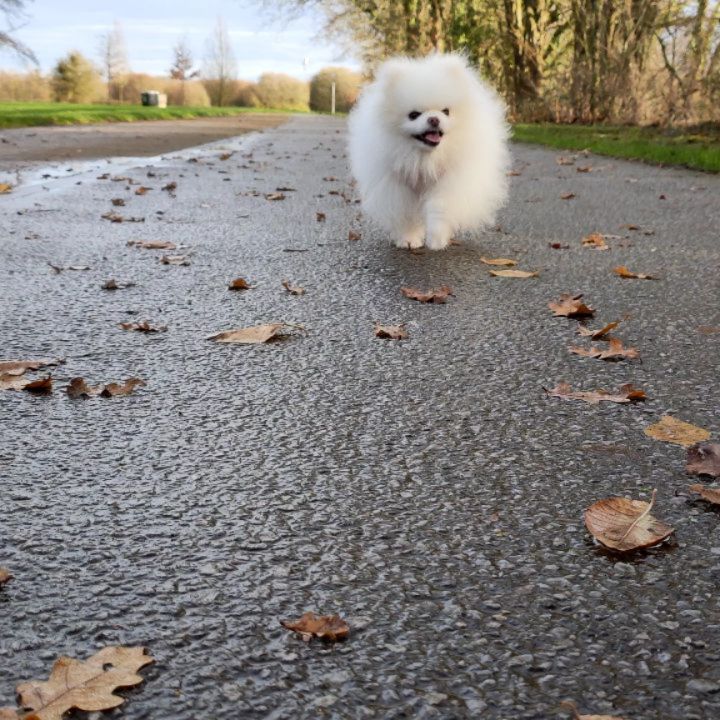 Petit dump de mes 15 jours de congés 🎉
1 👉🏻 des balades, beaucoup de balades !! 🍂
2 👉🏻 Entretien des pattes de Prout 🐾
3 👉🏻 Les traces de pas de papa,maman, Lou et Prouti dans la neige 🌨️❄️
4 👉🏻 Un léger (très gros) changement capillaire pour moi qui m'a permis de faire un don de cheveux 💁🏻💇🏻
5 👉🏻 Des dodos à la fraîche pour Lou ❄️☃️
6 👉🏻 Un peu de travail de renoncement pour Prouti parce qu'il est beaucoup trop mignon quand il doit renoncer à quelque chose 🙈🍗
7, 8 et 9 👉🏻 J'ai créée une petite cuisine fonctionnelle pour Lou, et quel bonheur de pouvoir bricoler de nouveau, ça m'avait beaucoup manqué !🪚🔨
10 👉🏻 Toujours des balades mais cette fois en compagnie de papa ! 👩🏻❤️👨🏻
11 👉🏻 Notre chez nous qui commence vraiment à ressembler à une micro crèche 🏡
12 👉🏻 De la mignonnerie à l'état pur 😍
Et surtout, beaucoup beaucoup de moments passés tous les 4, 3 repas de Noël en famille, une vraie pause réseau et boulot pour moi qui m'a fait un bien fou !!!
L'heure de la reprise a sonné, je vais revenir petit à petit avec des grands changements et de nouveaux services pour vos compagnons à 4 pattes, je vous dévoile tout ça très bientôt !!
J'espère que cette période a été douce pour vous également, je vous souhaite une très belle année et plein de bisous à vos toutous 🐶