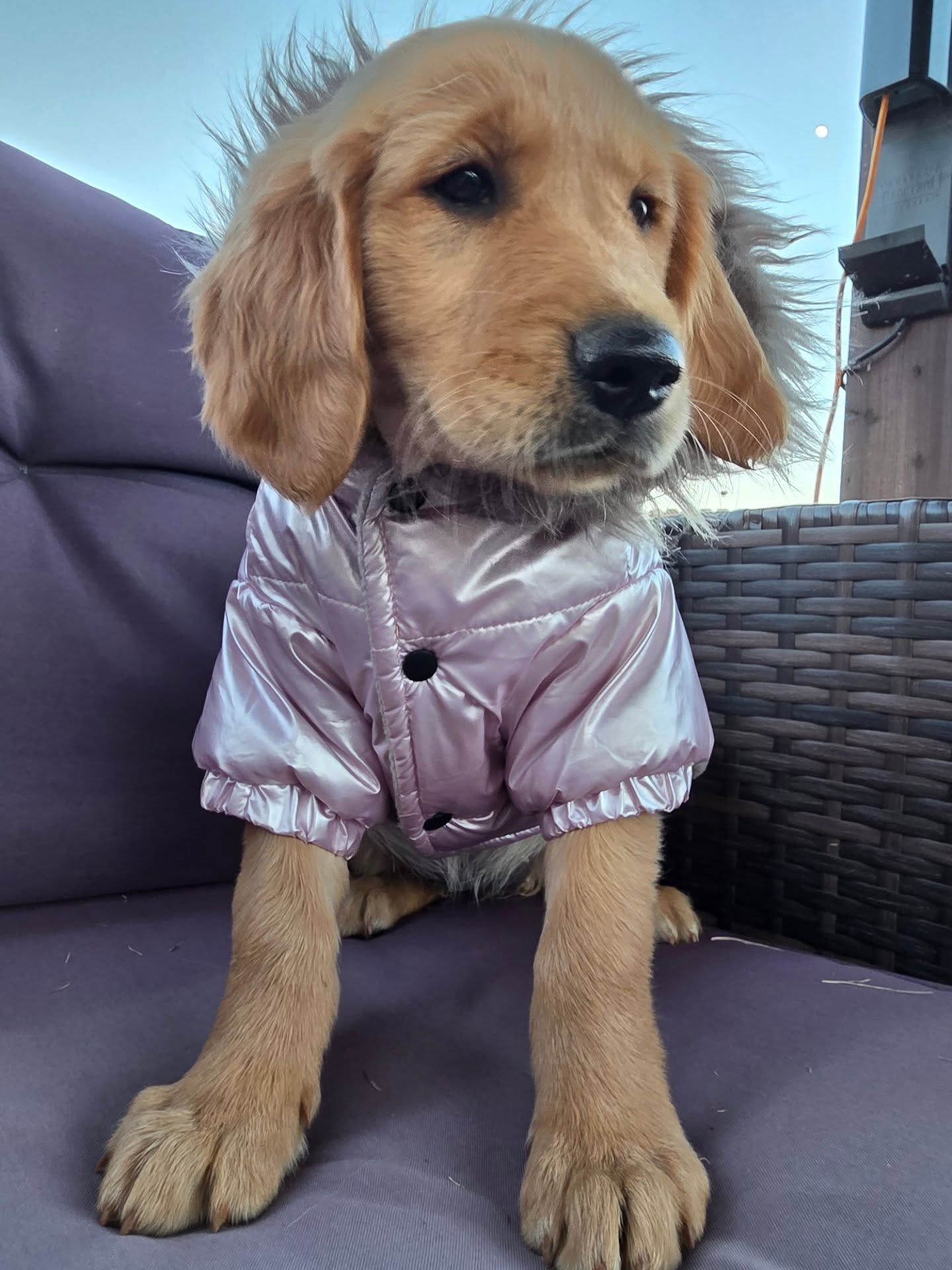 Our orange collar girl is so beautiful in her winter coat 😍 🧡🐾
