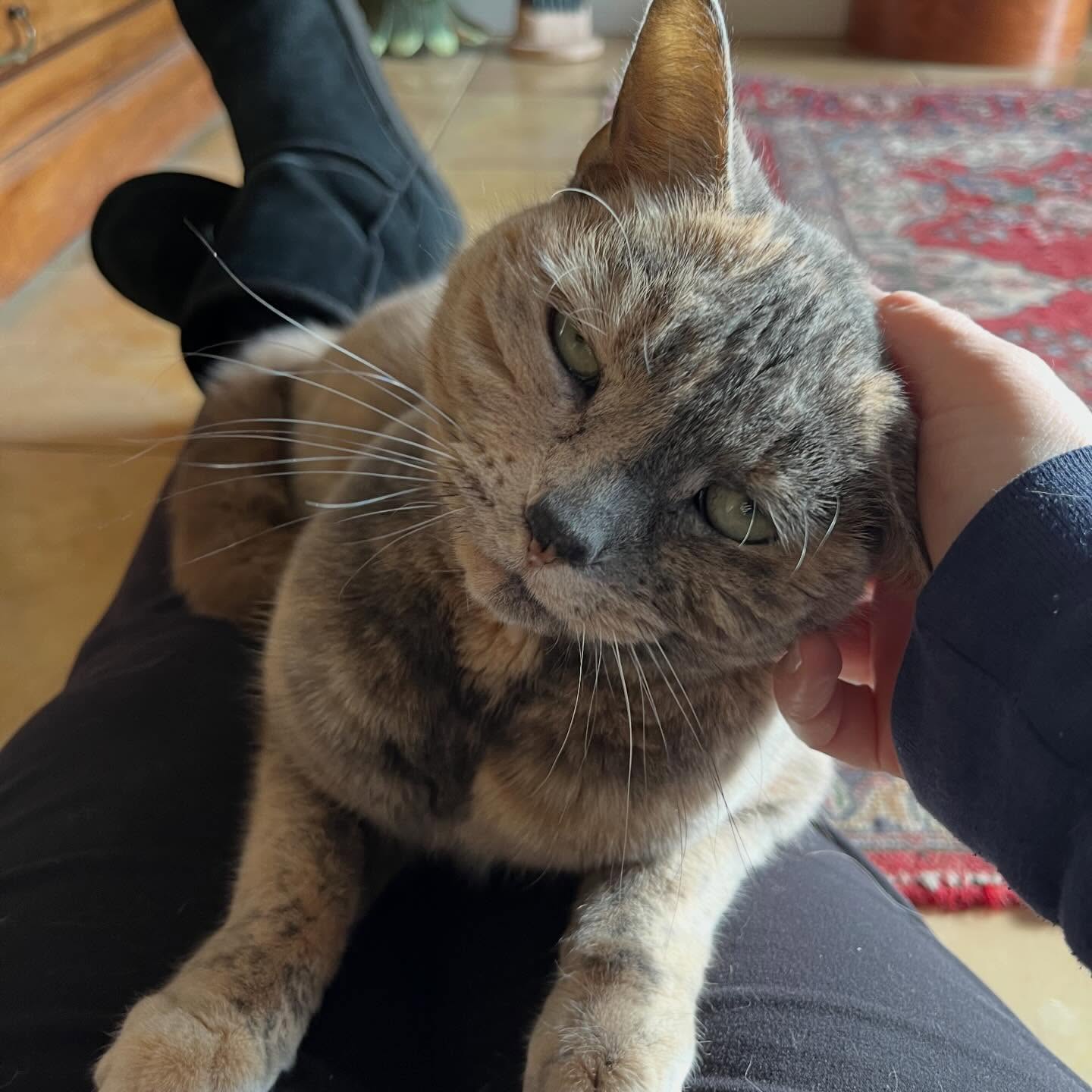 Nothing like lap snuggles from Jovie to keep you warm.
#felinefriday #catsitter #centervilleindiana