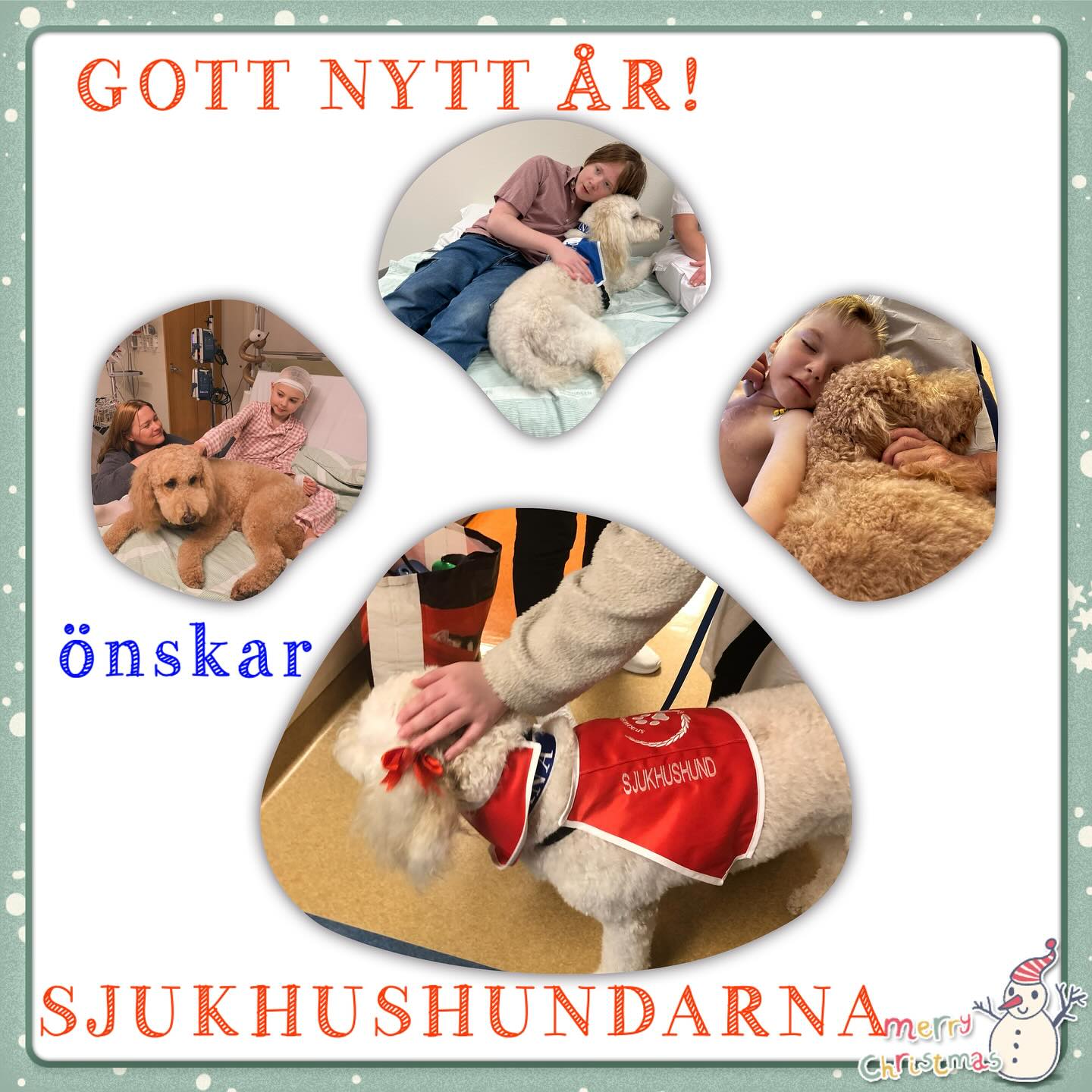 Sjukhushundarna Luna & Liona önskar Gott Nytt År❣️🥳🐶 #sjukhushund #hospital #dog #gott #nytt #år #happy #new #year #gottnyttår #akademiskasjukhuset #mälarsjukhuset #gävleborg
