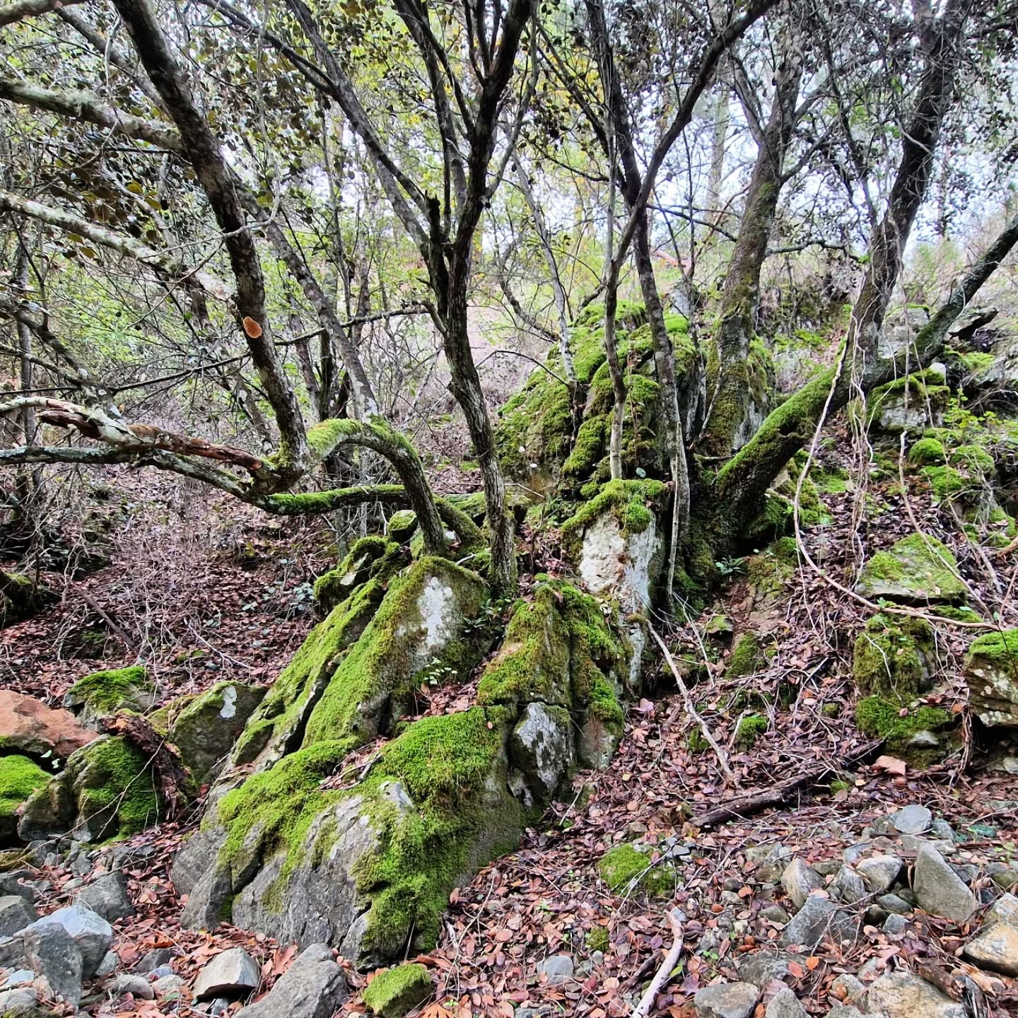 Didn't find what I was looking for, but found something better. 💫
.
.
#HikingCyprus #Vavatsinia #ThroughMyEyes