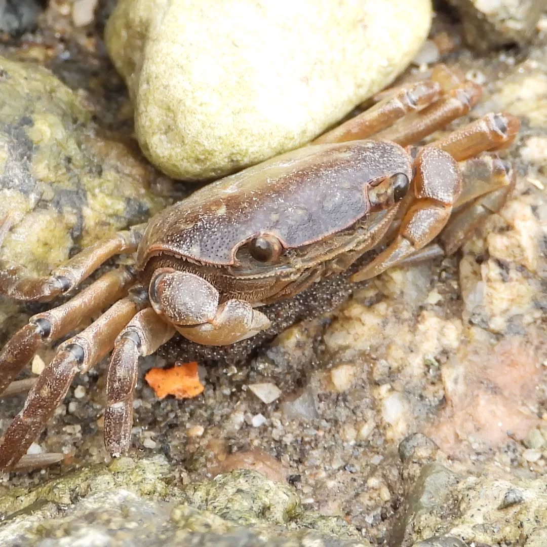 A little crab caught out in the open, with her little cloud of eggs beneath!
#karamea #crabsofkaramea #nzcrustaceans Karamea #karameawild #newzealand nzlife nzwildlife wildnz southisland nzsouth southislandnz westcoastnz nzwestcoast tewaipounamu paradise umere arapito littlewanganui birdsnz nzbirds wildsouth kohaihai oparara birdshots birdphotos wildlifenz Aotearoa nzfauna nzflora
