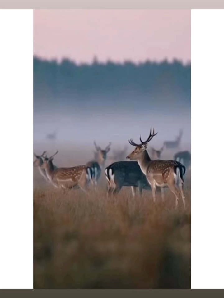 .
.
.
Nostalgi med gevær?
Hvis man nu alligevel tænker for meget over, hvad (i alverden!!) det er, vi gør ved naturen for tiden... så kan man jo lige så godt:
1) Lave en video
2) Skrive et debatindlæg til avisen
📖 Kristeligt Dagblad – link i bio
#naturdebat #dyrehaven #biodiversitet
