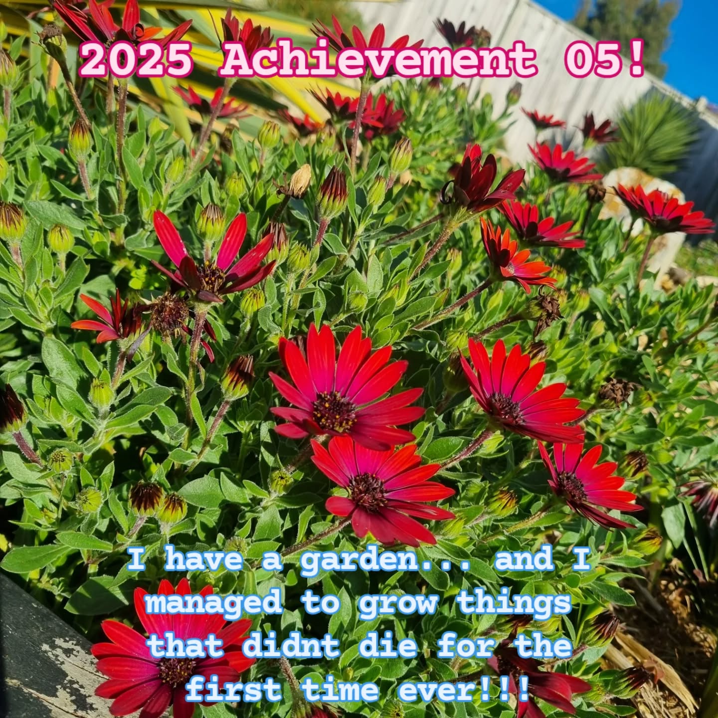 Okay so... my garden mostly still resembles a really deserted reptile enclosure, but for the first time ever, I successfully managed to not kill the plants I planted!!! 😆🥰💖
I propagated those daisies and they just bloomed beautifully... WITHOUT DYING!!! Of course, it helps that I have a very trusty garden Brownie that waters and trims them for me... 🤣