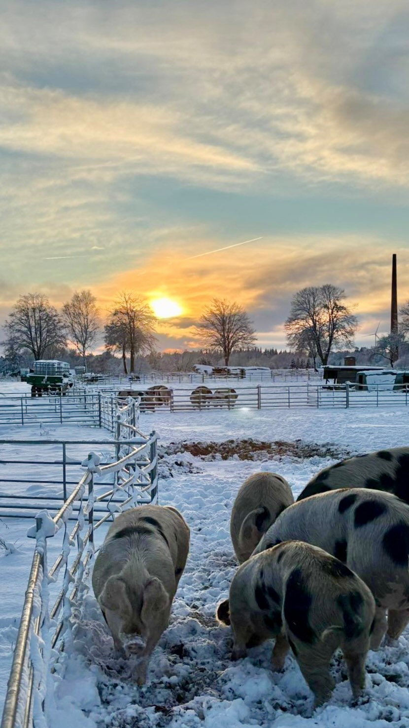 Frohes neues Jahr 🍀! Auch bei den Temperaturen sind unsere Schweine draußen. Sie haben einen trockenen Unterstand mit Stroh und kuscheln sich aneinander, so dass die Körperwärme der anderen wärmt. Wenn es nicht gerade sibirische Minusgrade hat, können die Bunten Bentheimer mit der Kälte umgehen.
Danke @pfefferabt für Film & Foto!