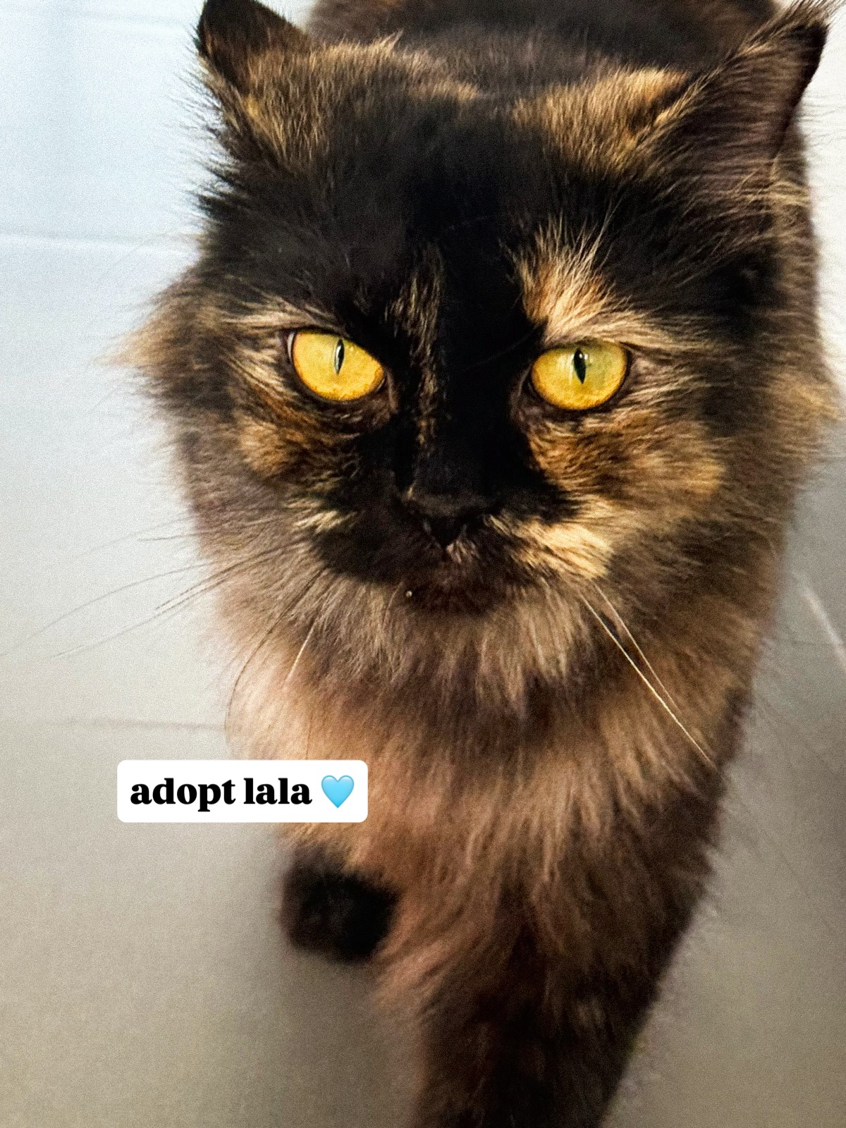 🩵 ADOPT LALA 🩵
✅Female
✅2.5 years old
✅Healthy
✅Vaccinated
Lala is a gentle sweetheart who’s ready to give her forever family endless love.
DM us if you’re interested in adopting her 🩵
@mikesvetdxb