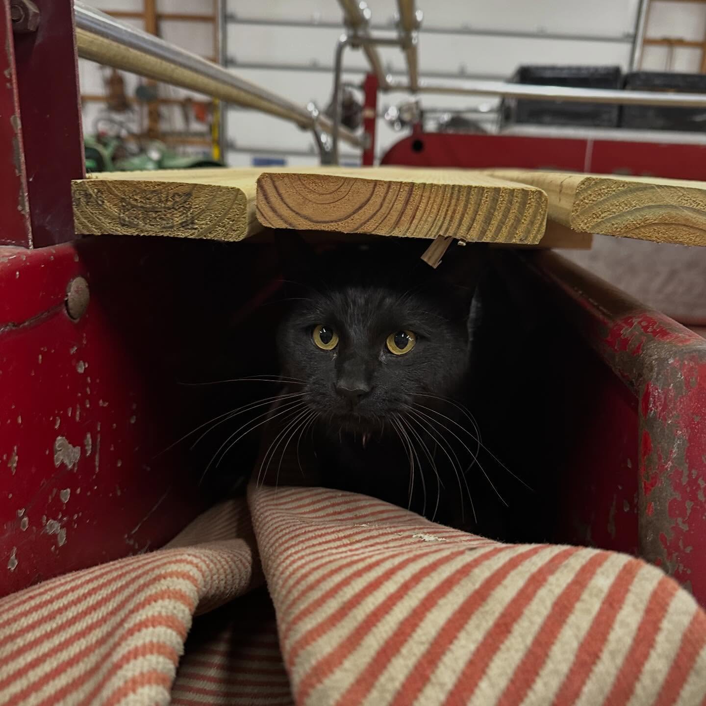 Sparky, our barn cat, supervising from the fire truck like a pro 🚒🐾 #BarnCat #PickYourOwn #FarmLife #NJPumpkinPicking #NJPumpkinPatch