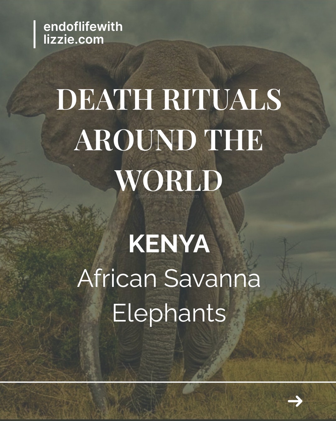 Elephants do not hurry away from their dead.
They pause. They touch. They return.
African elephants have been observed standing vigil over fallen herd members, gently tracing tusks and skulls with their trunks, and revisiting the bones of those they knew, sometimes years later. Their behaviour changes after loss. The herd changes.
This is not spectacle.
It is relationship.
It is memory held in the body.
Watching how elephants respond to death invites a quieter question for us:
If grief exists beyond our species, what does that tell us about love and about the way we might hold our own dead, and one another?
#DeathRitualsAroundTheWorld
#GriefIsNatural
#ElephantsAndGrief
#EndOfLifeAwareness
#LearningFromNature