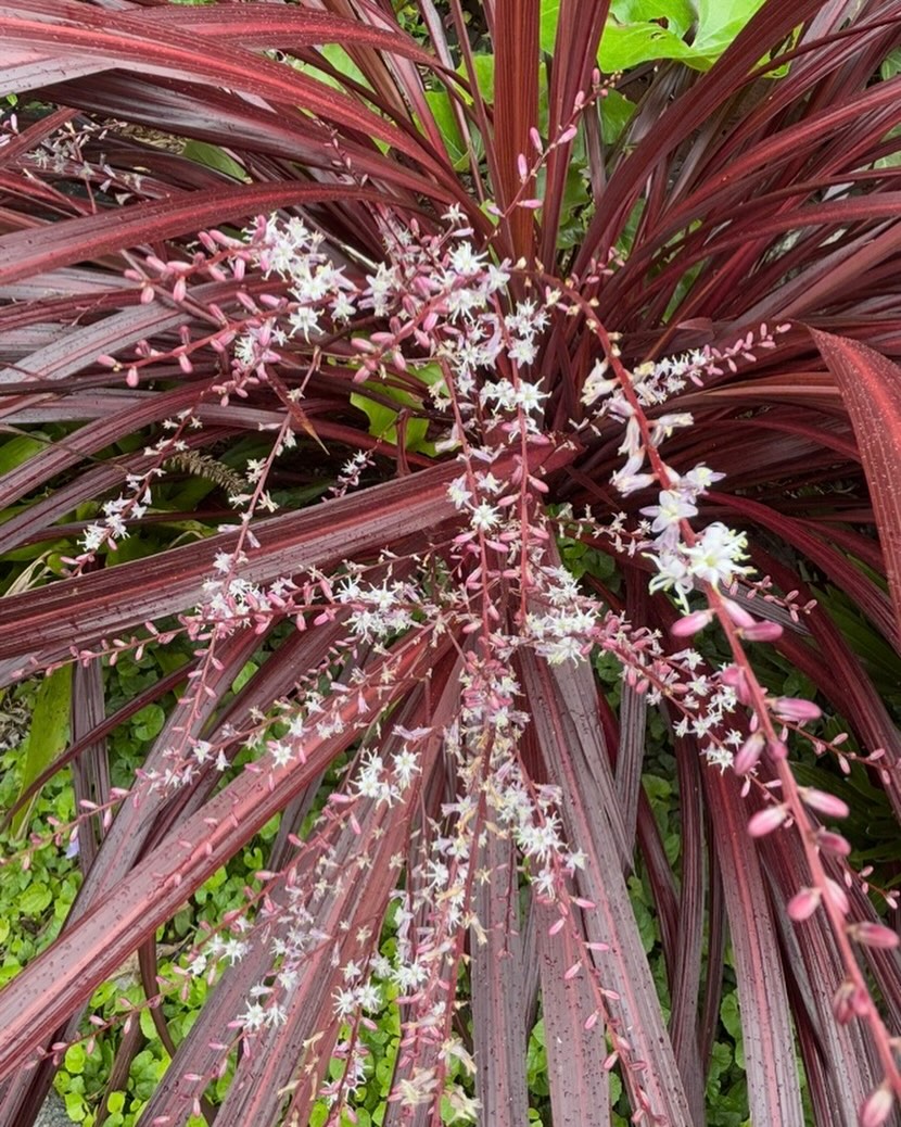 This is the closest plant in my photo library that resembles fireworks. I wanted Tchaikovsky’s 1812 Overture but Instagram doesn’t offer it. Taken months ago is this Cordyline Burgundy perfect for Bay Area gardens and beyond. In the face of all Trumps atrocities Happy New Year !