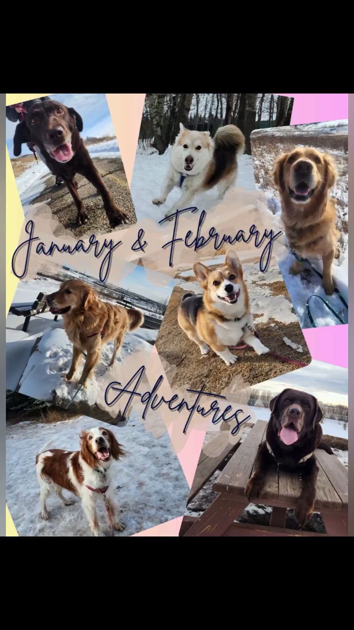 2025 Furriends Sniffaris Club!
Making these recaps the past year was so cute and had to be shared 🥰 look at those faces!
Here's to a brand new year of fun!
.
.
#sniffari #recap #fun #walkwithfurriends #cuties