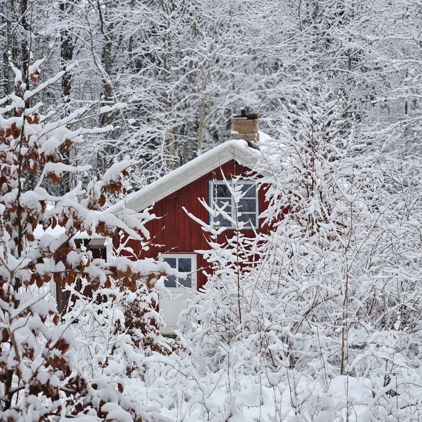 Oh Sweden🇸🇪 you get under my skin🌲🔥😍
#Bushcraft #selfreliance #winterwilderness #keepitsimple #sweden