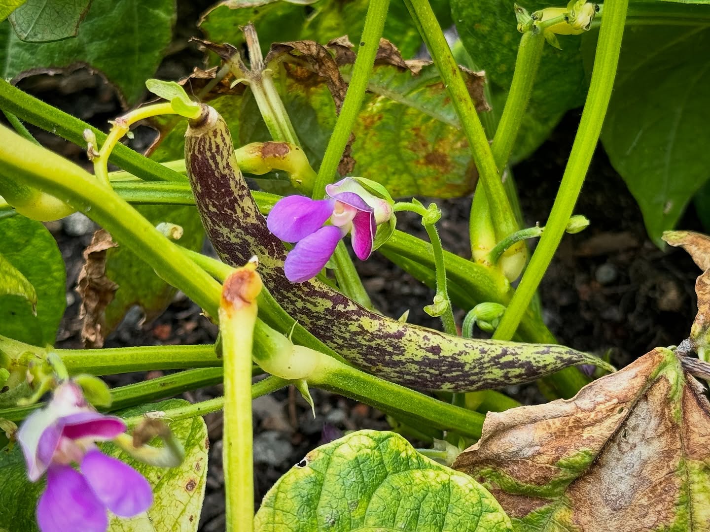🌱 The Heirloom Seed Saving Workshop begins this Saturday! Join Victory Gardens for Peace Seed Bank Director Matt Drewno for an in-depth, hands-on seed saving series. This immersive four-day experience explores the full seed-to-seed journey, from planning and propagation to selection, harvesting, cleaning, and long-term preservation of both common and endangered varieties.
Participants will clean seeds together, walk the MCBG Vegetable Garden to see crops grown for seed versus food, and learn how seed-saving decisions shape plant resilience and biodiversity. Classroom sessions include engaging instruction about what truly works when growing on the coast and inland.
Students will leave with practical skills, real confidence, and seeds to take home, including varieties well-suited to local conditions and seeds cleaned together during the workshop. Many past participants stay connected throughout the growing season, sharing updates and success stories, because seed communities tend to grow roots.
Best of all, proceeds support our nonprofit 501(c)(3) botanical garden, meaning your learning directly helps seeds and the Gardens thrive. A win for you, a win for plants, and a win for future gardeners everywhere. 🌱
#gardening #seedsaving #learnsomethingnew