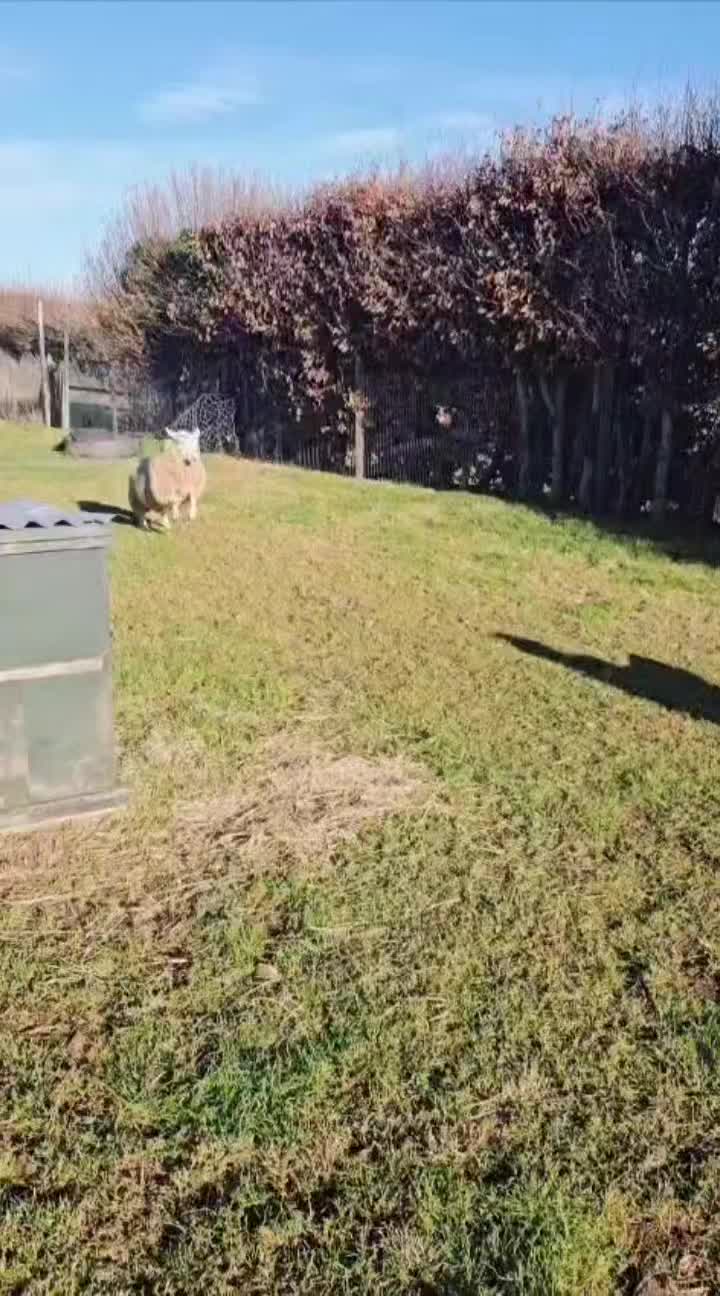 Jumping into the new year with Lily Lamb